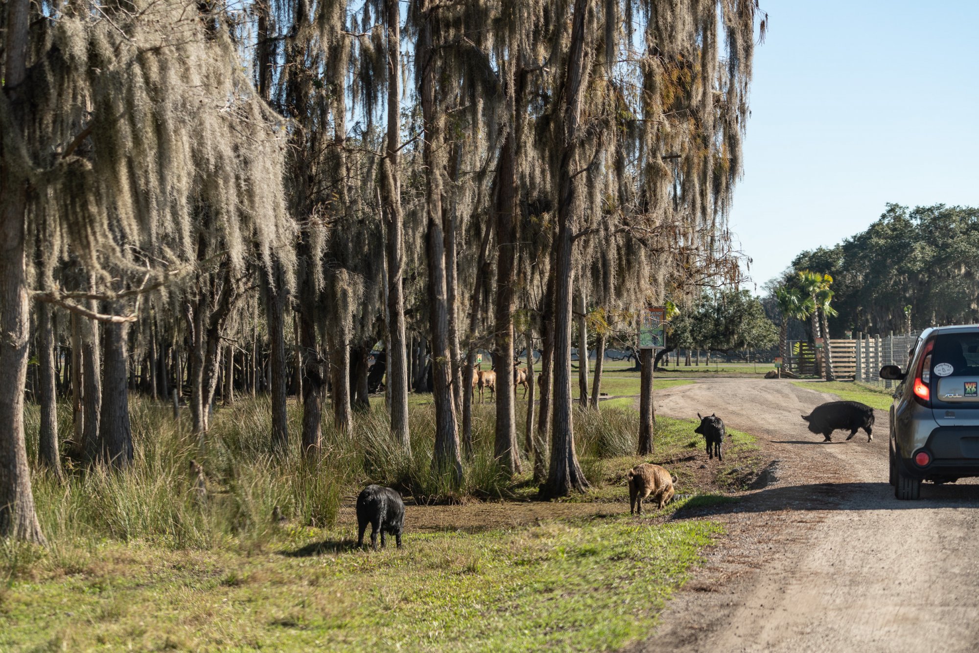 Wild Florida-2500px-24.jpg