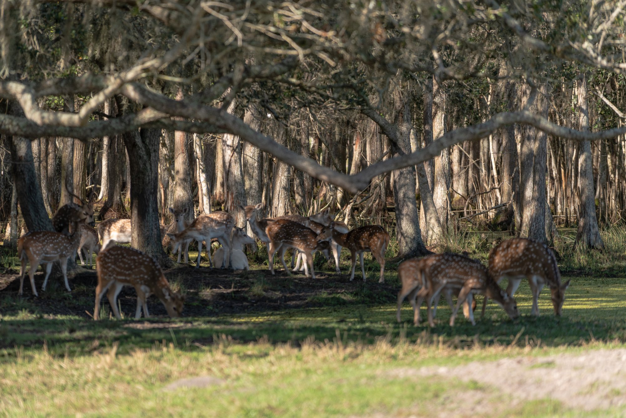 Wild Florida-2500px-58.jpg