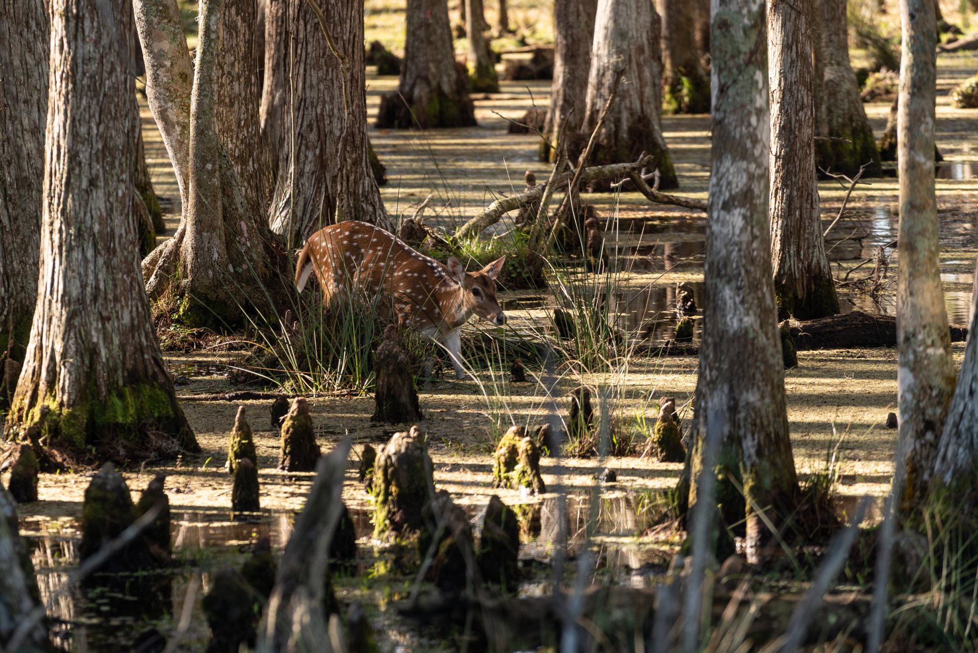 Wild Florida-2500px-61.jpg