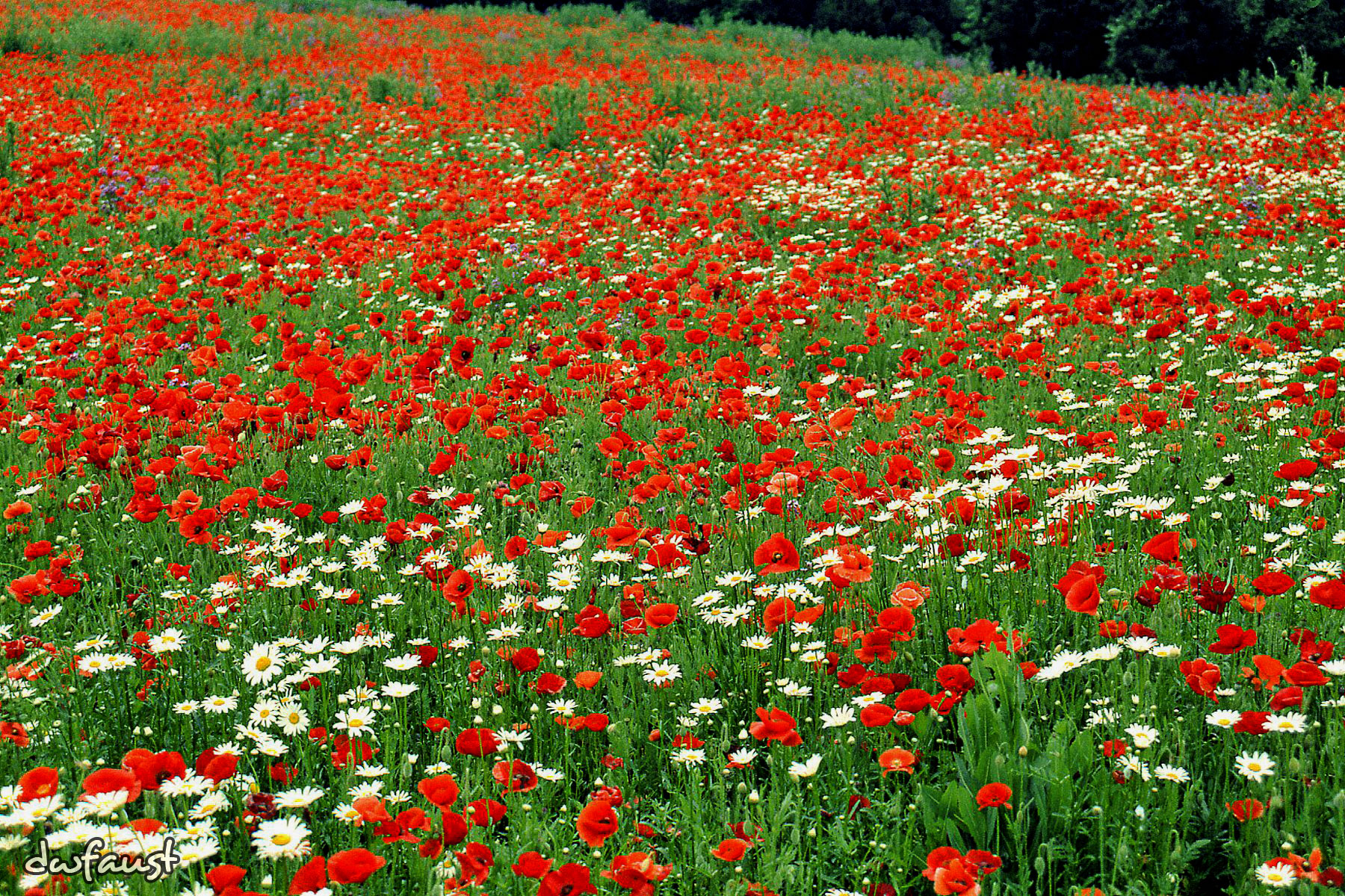 wild-flowers.jpg