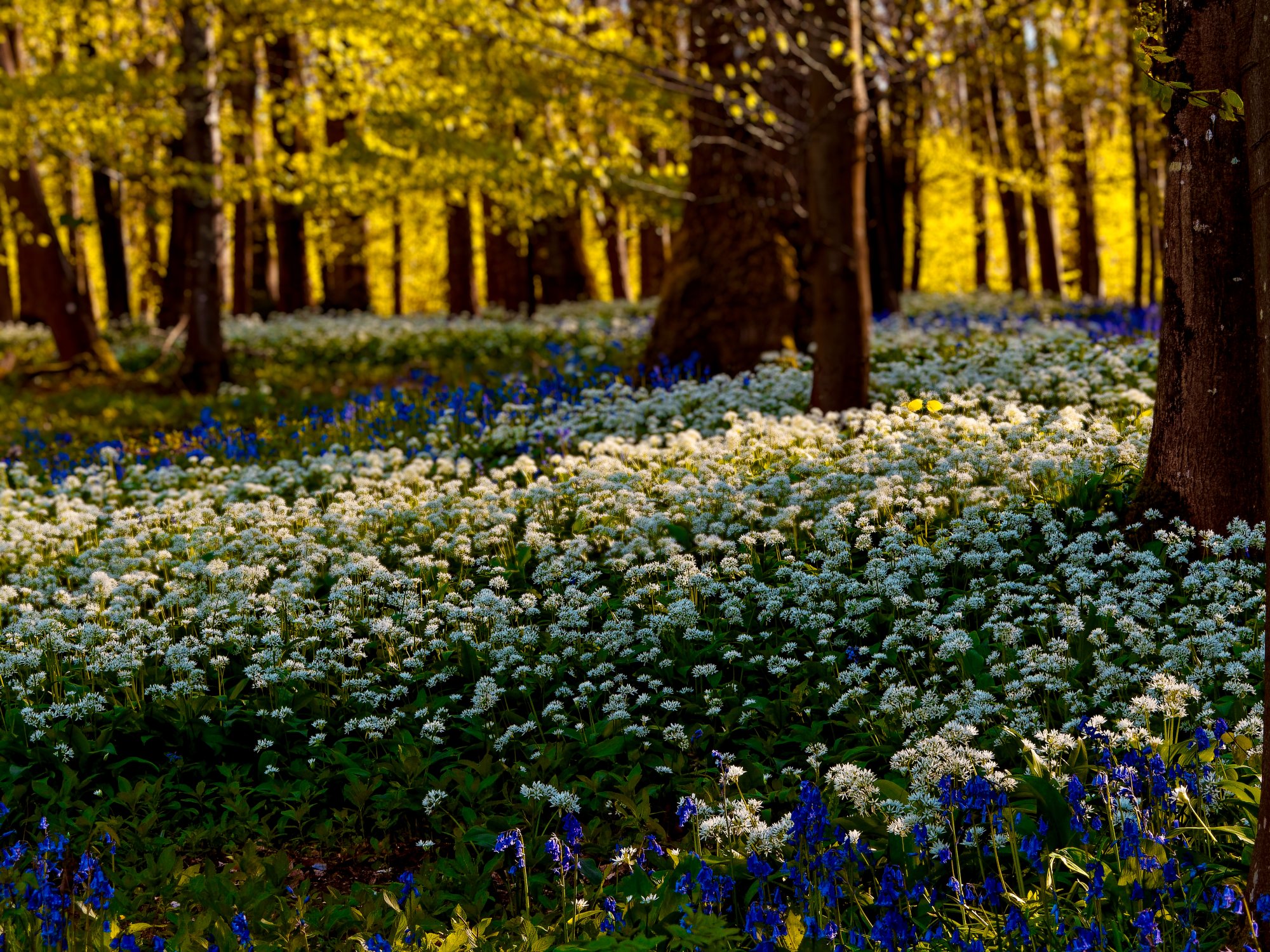 Wild Garlic Flowers.jpeg