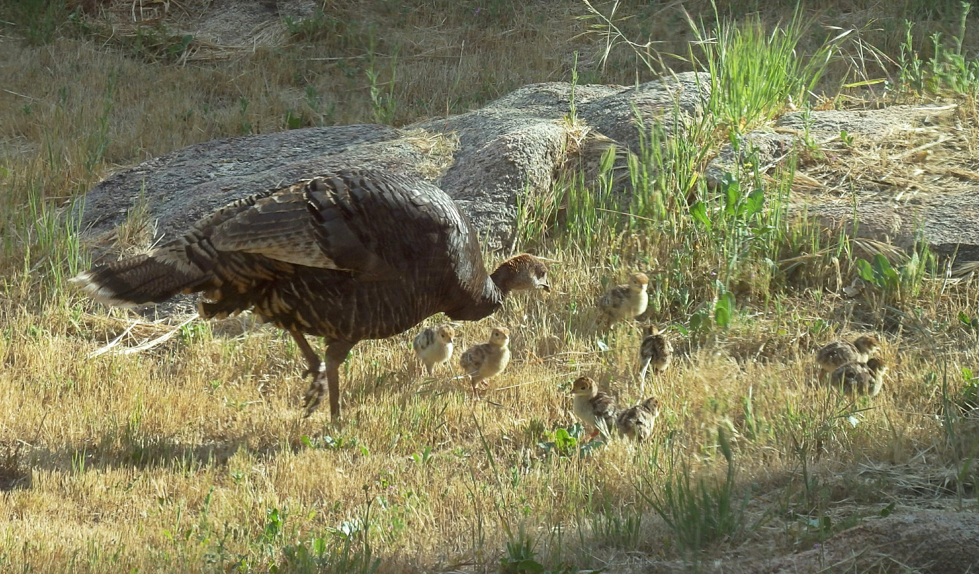 wild turkey hen with chicksx.jpg