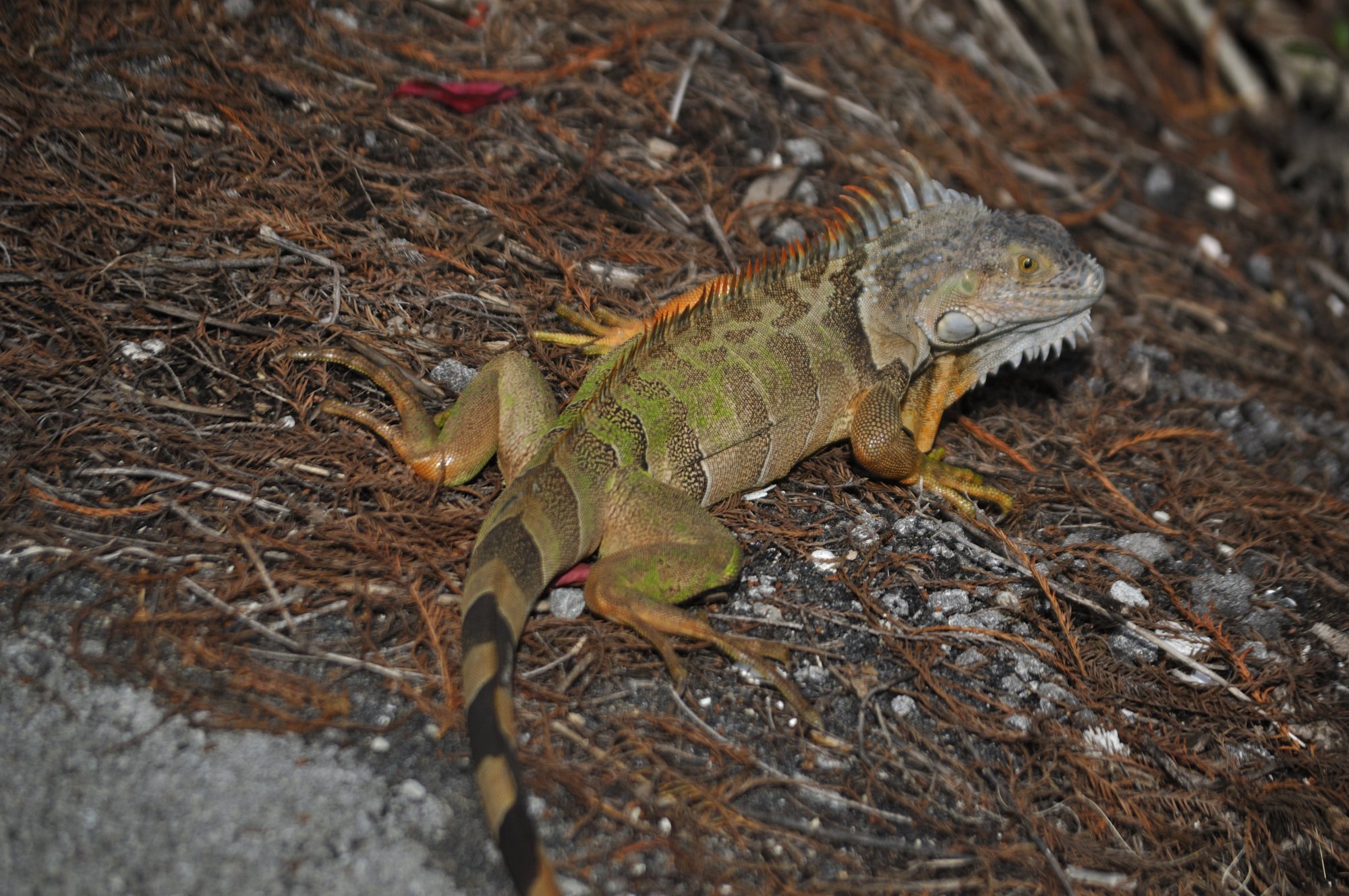 wild_iguana.JPG