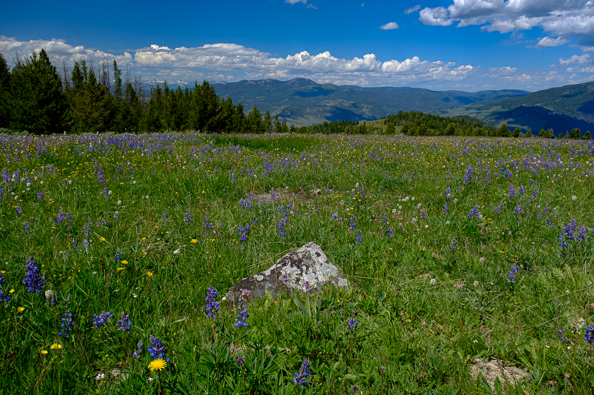 Wildflowers_008_2020_07_06_0075_ME.jpg