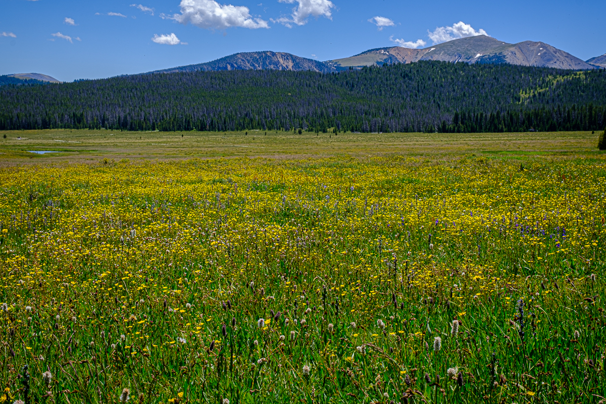 Wildflowers_024_2020_07_18_0149.jpg