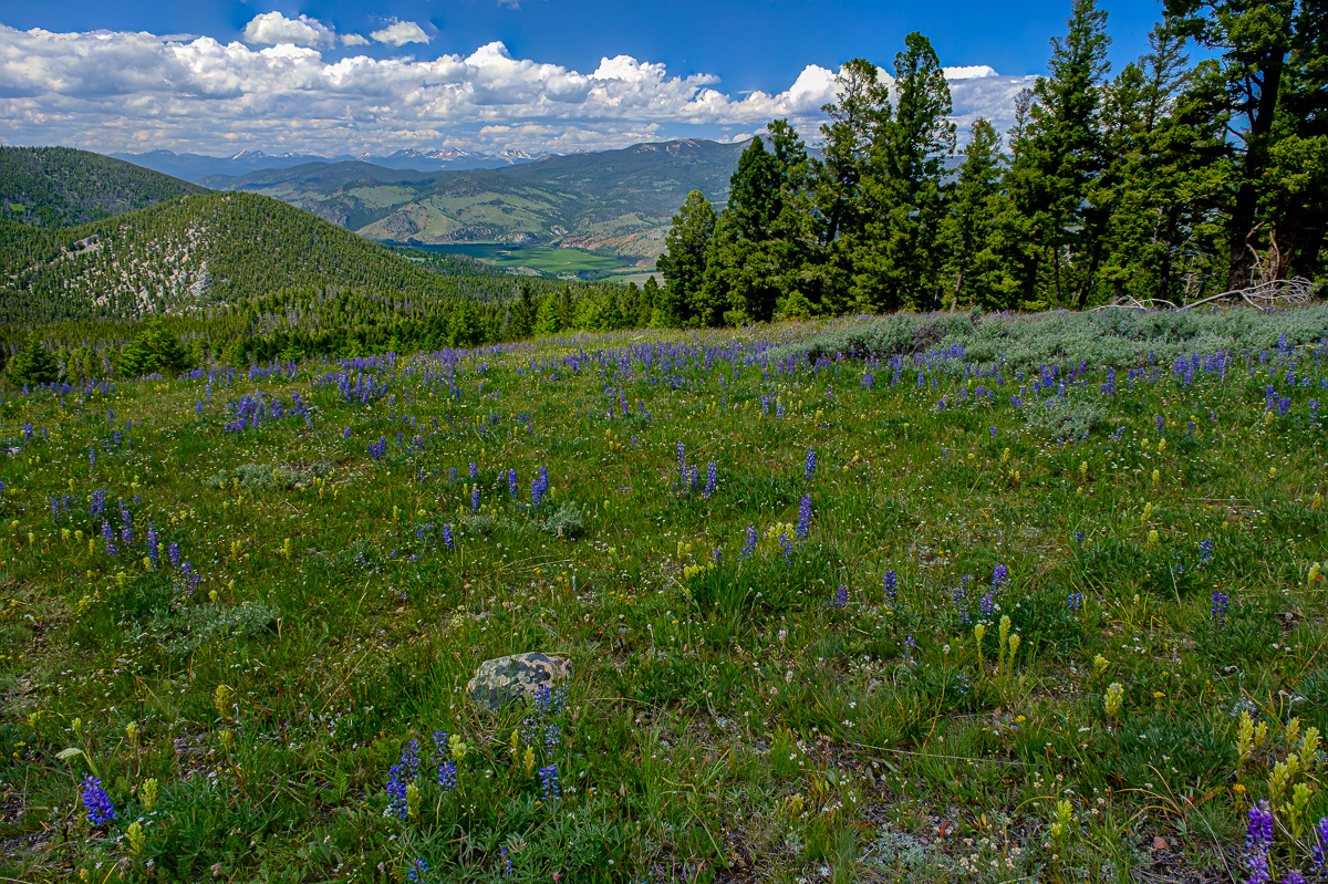 Wildflowers_034_2020_07_06_0088_ME.jpg