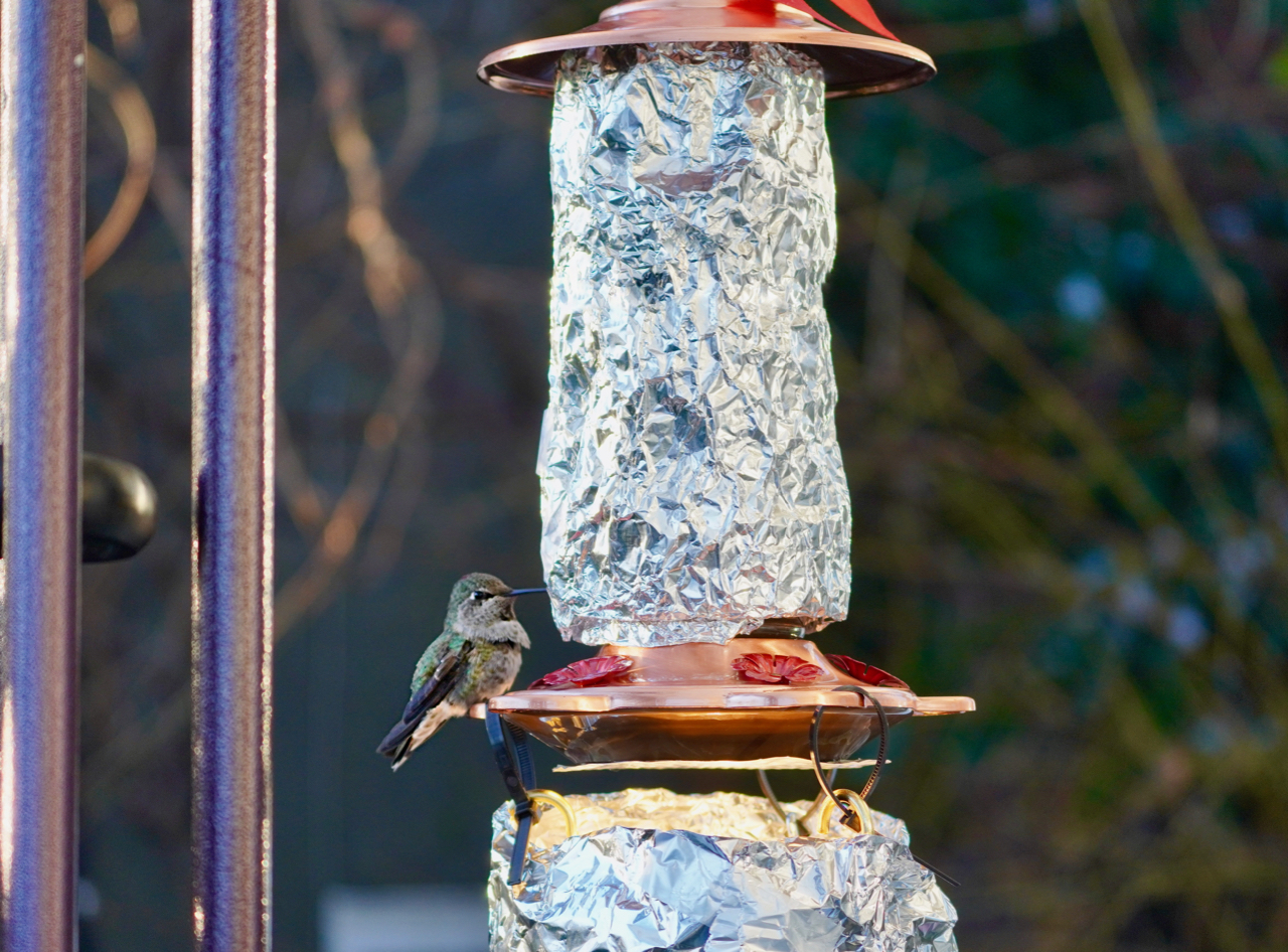 Winter-Feeder.jpg