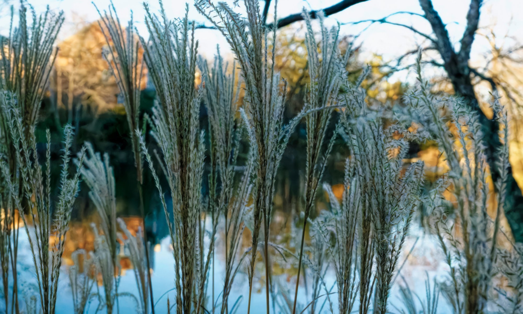 Winter Grasses and Winter Trees.jpeg