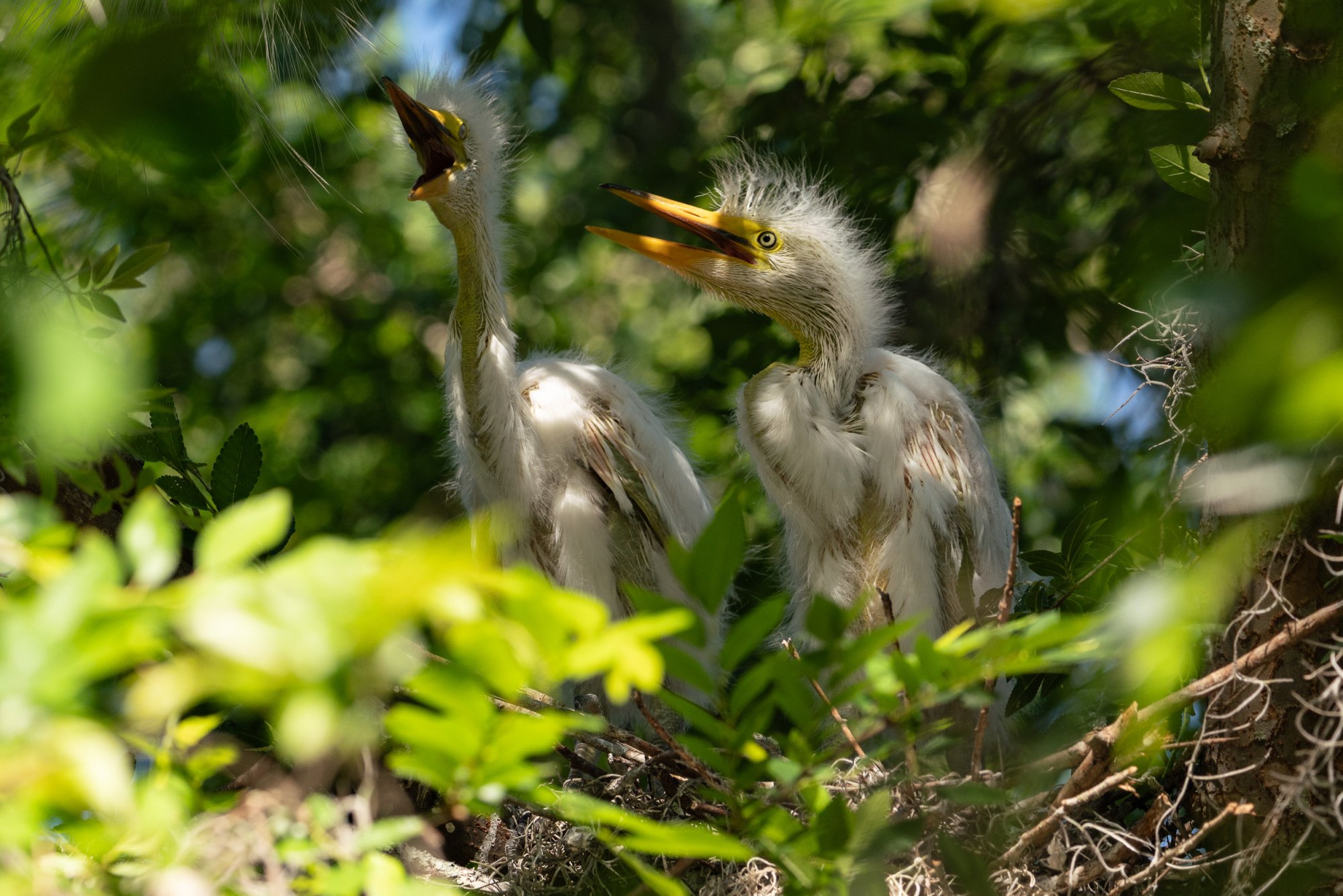 Winter Park Birds - 2500px-3.JPG