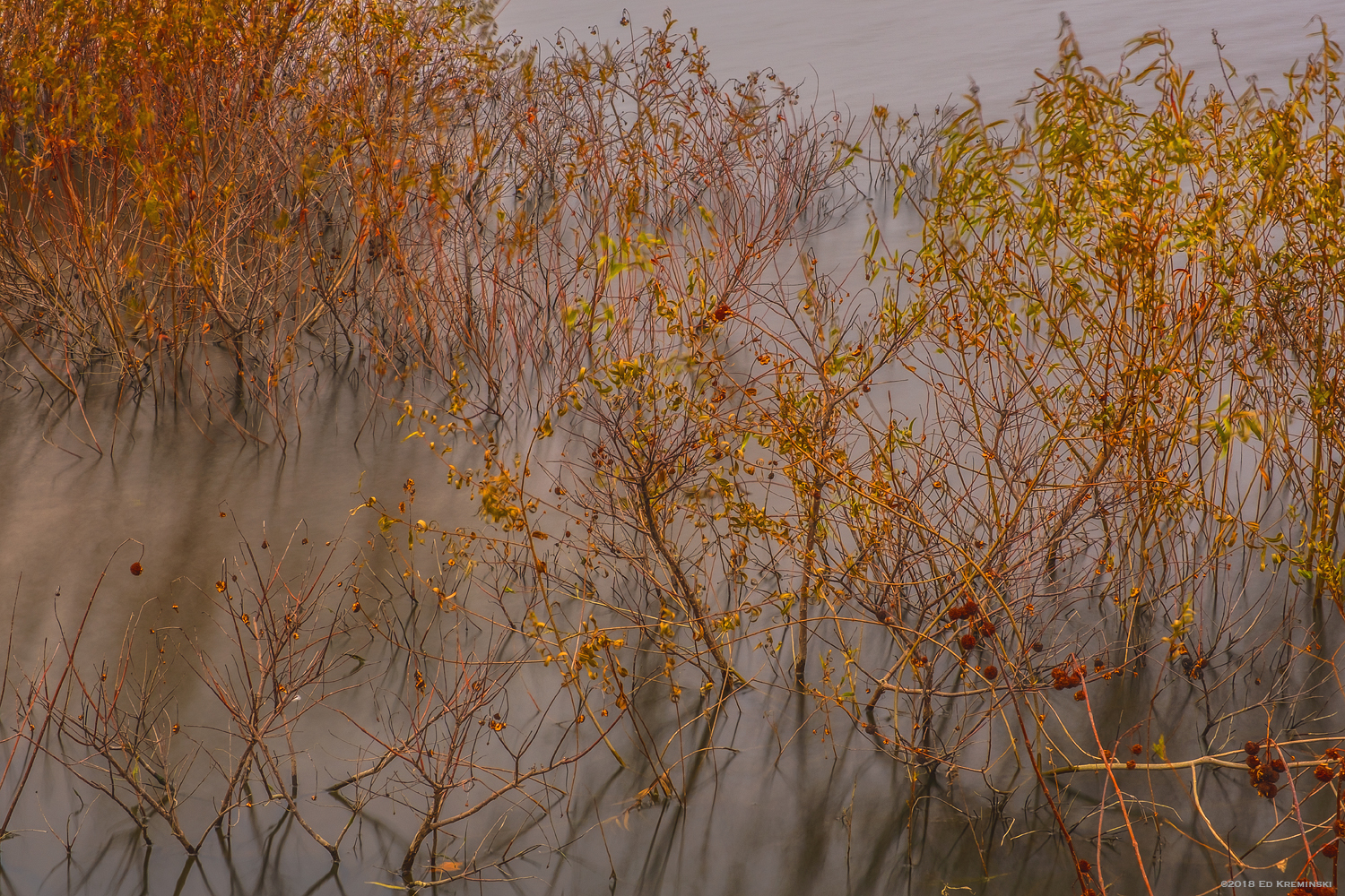 WinterFloodedBushesWindyLake.jpg