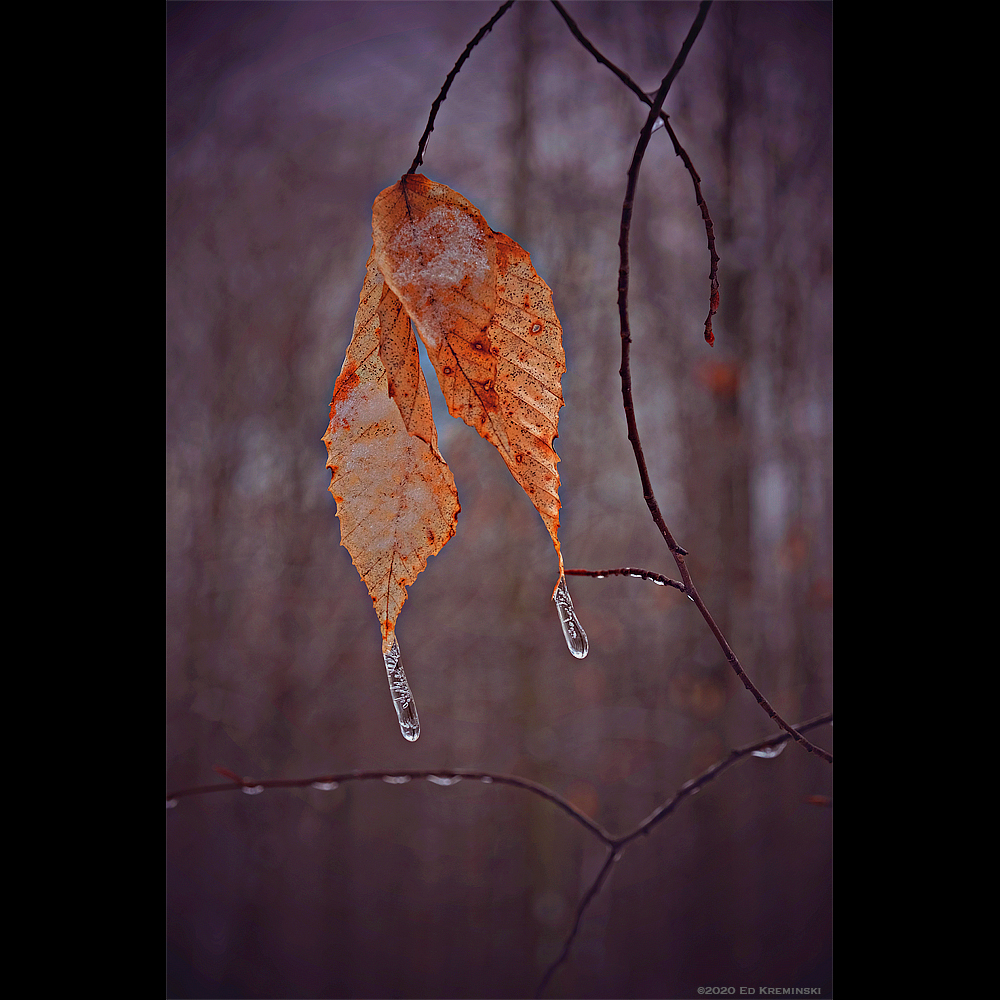 WinterFreezingRainSnowSleetBeechLeaves.jpg