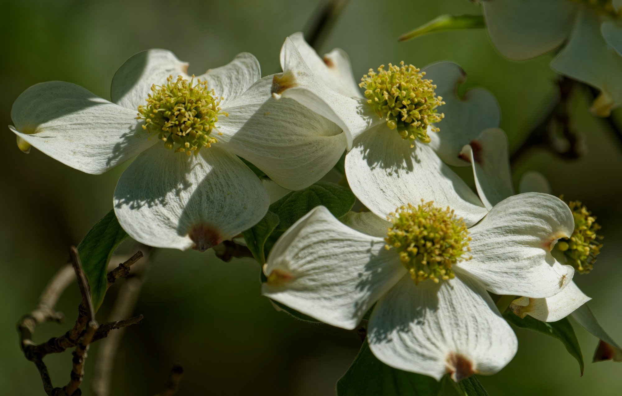 Wonderful Dogwoods.jpeg