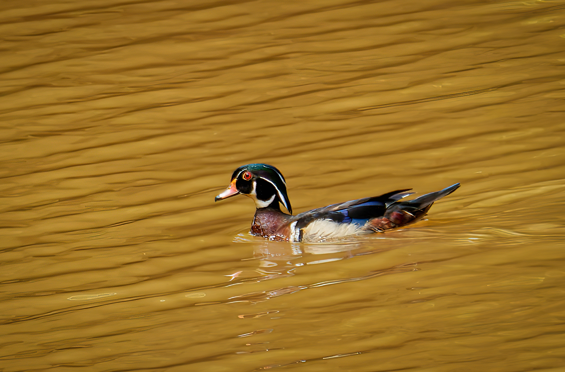 Wood Duck on the Lake!.jpeg