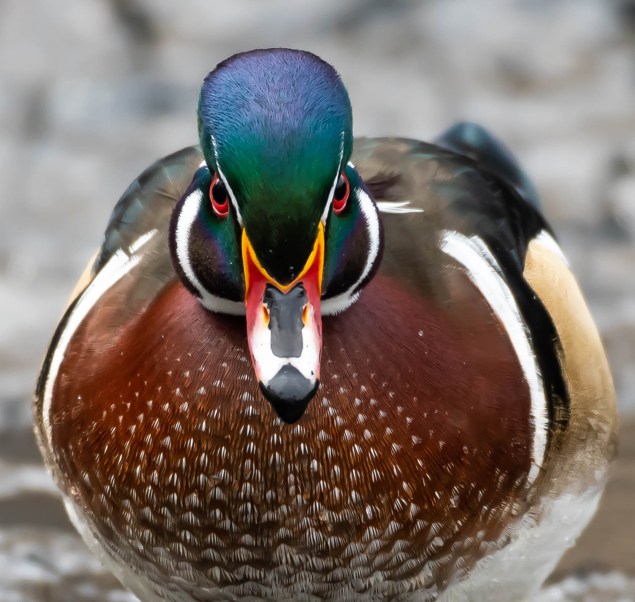 wood_duck3_2-23-2019-124527.jpg