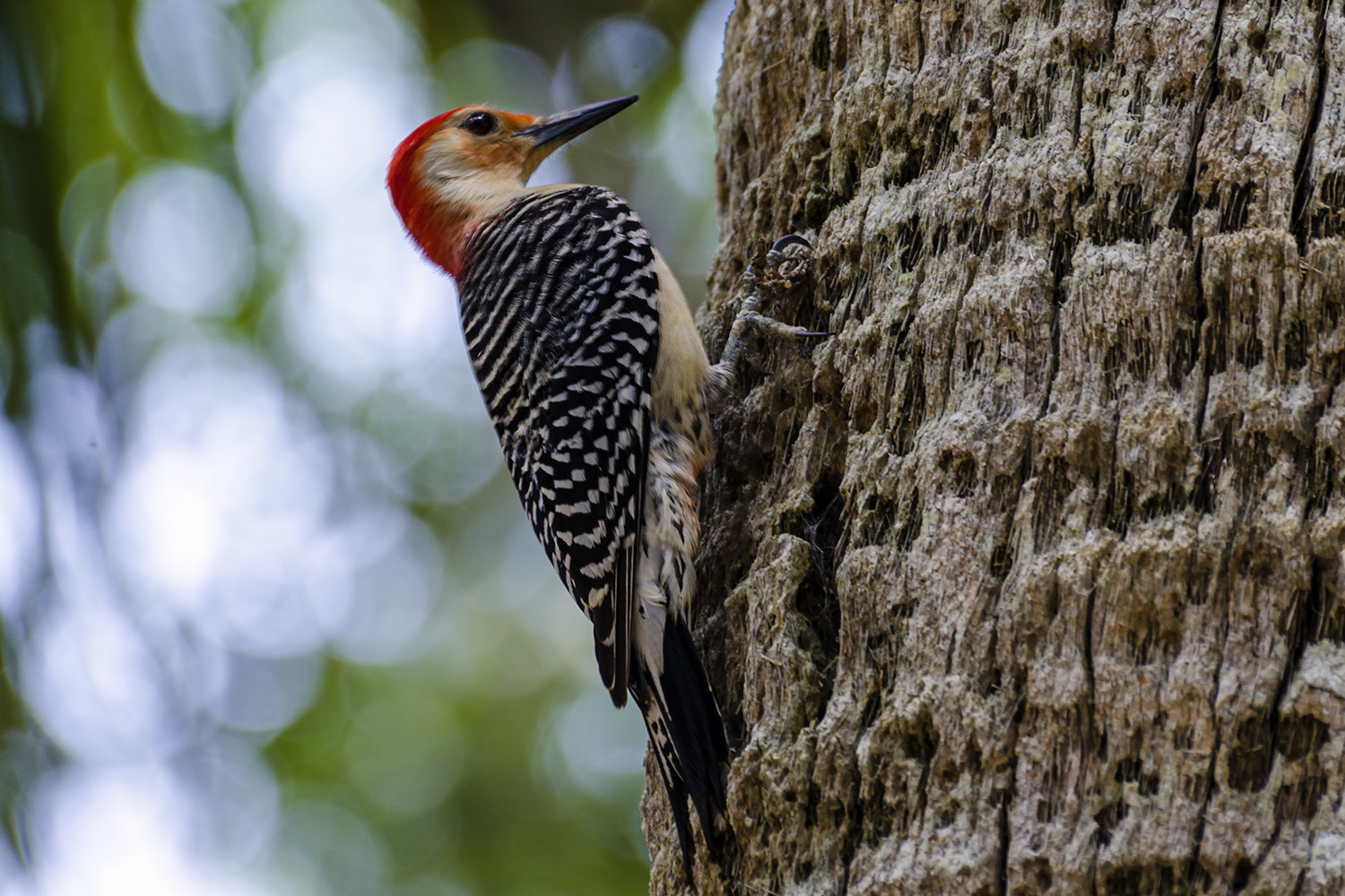 Woodpecker-1500px.jpg