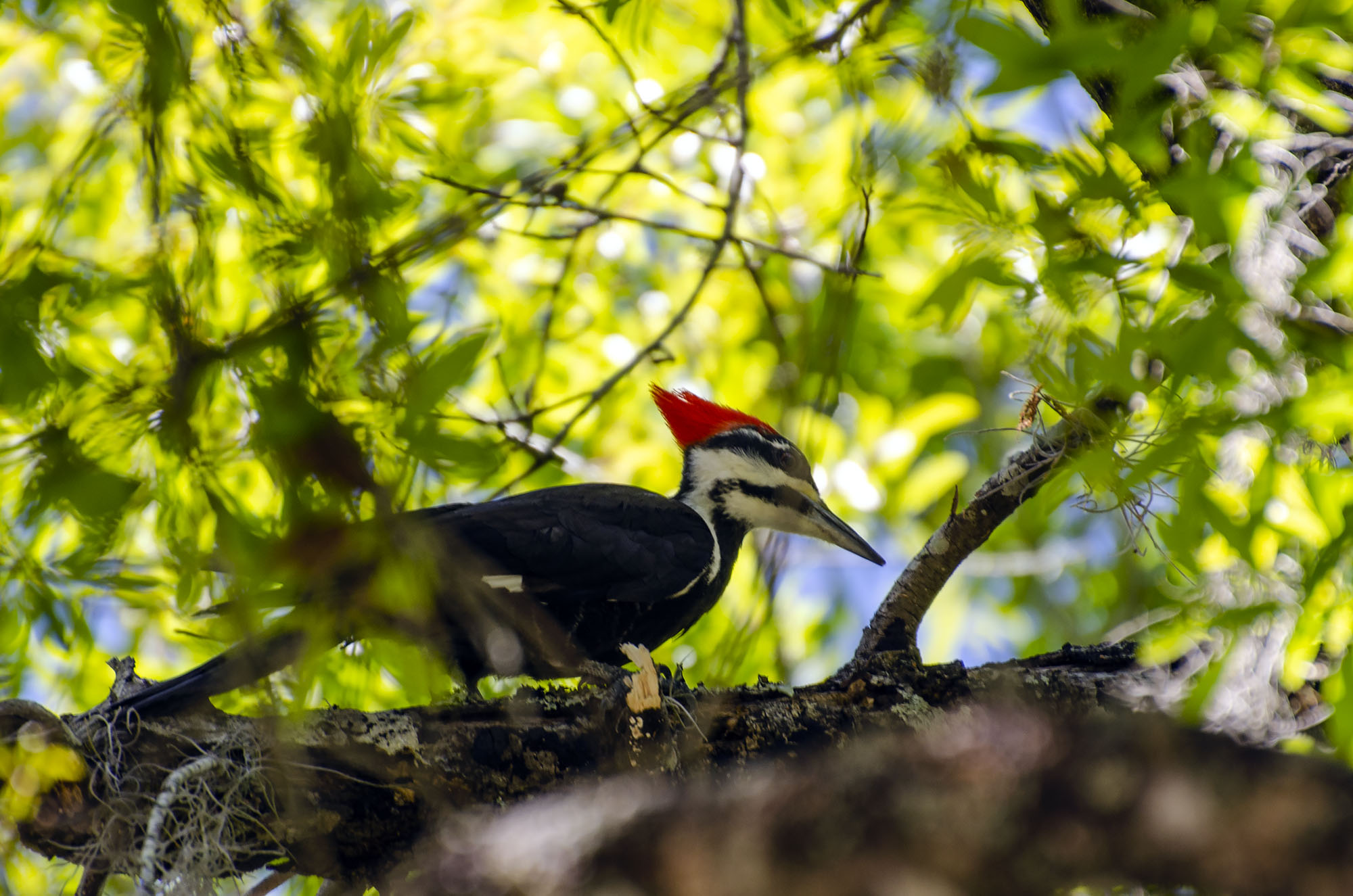 Woodpecker-2000px.jpg