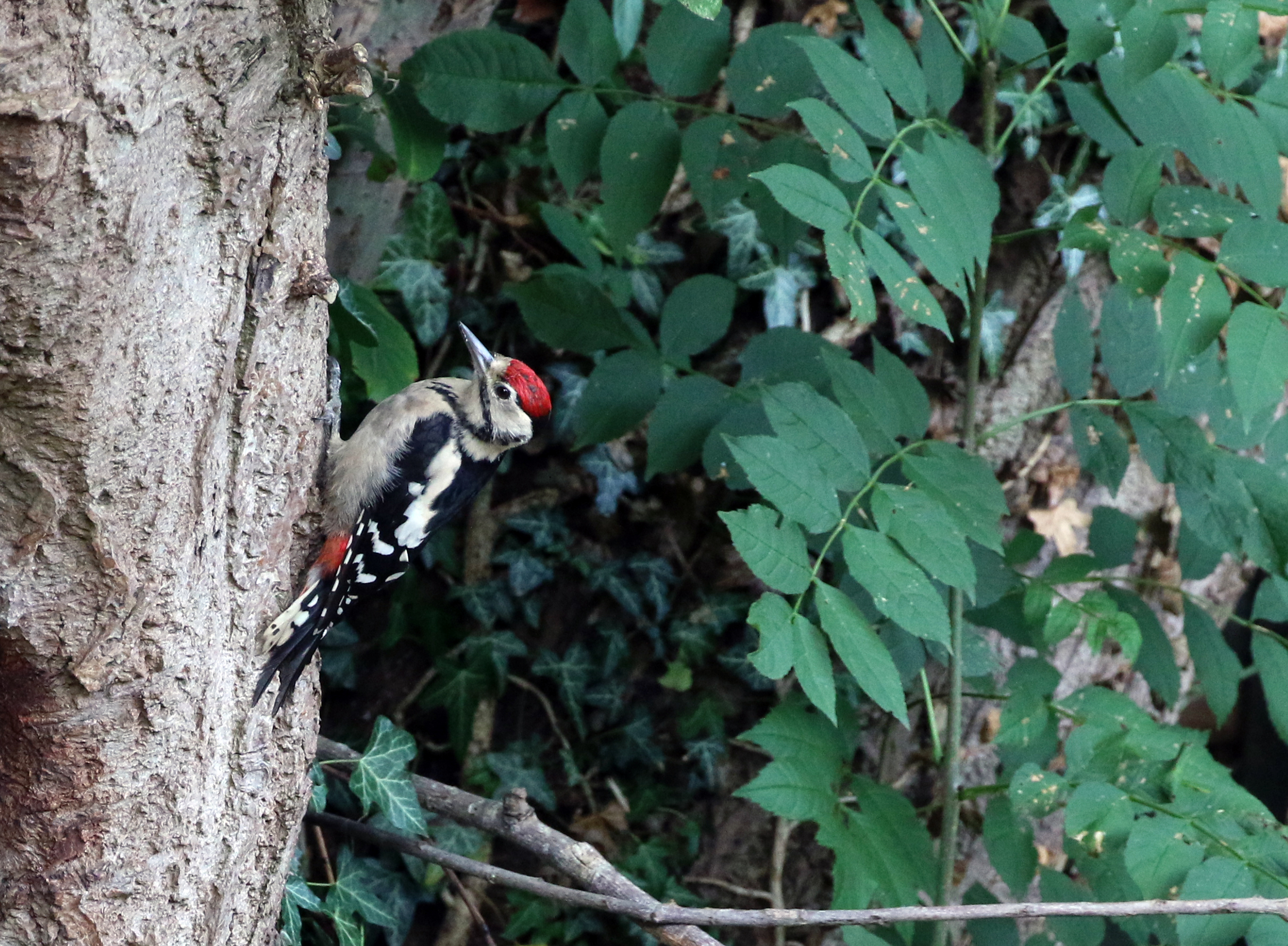 Woodpecker.jpg