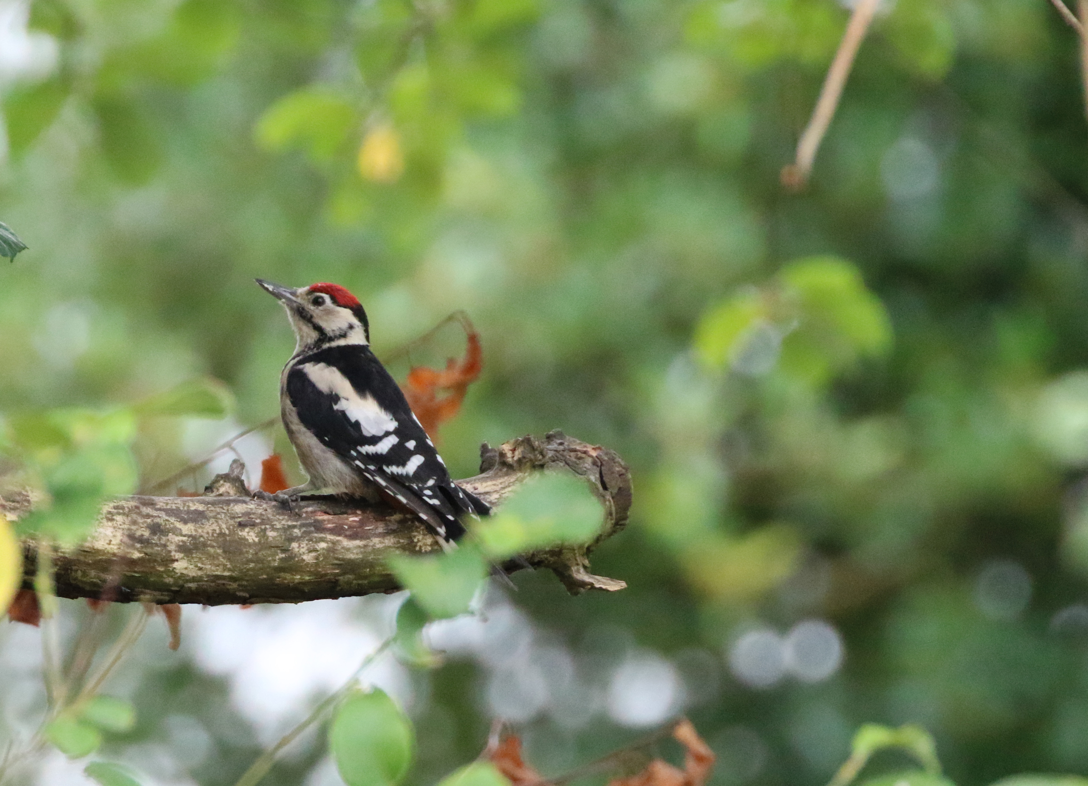 Woodpecker .jpg