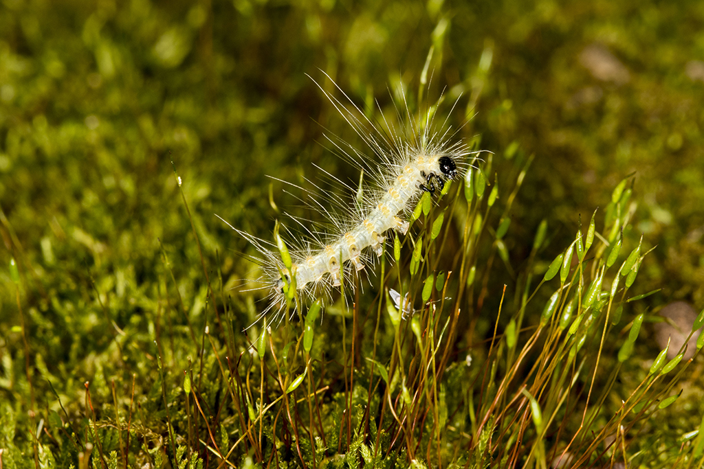 woolybear11024.jpg