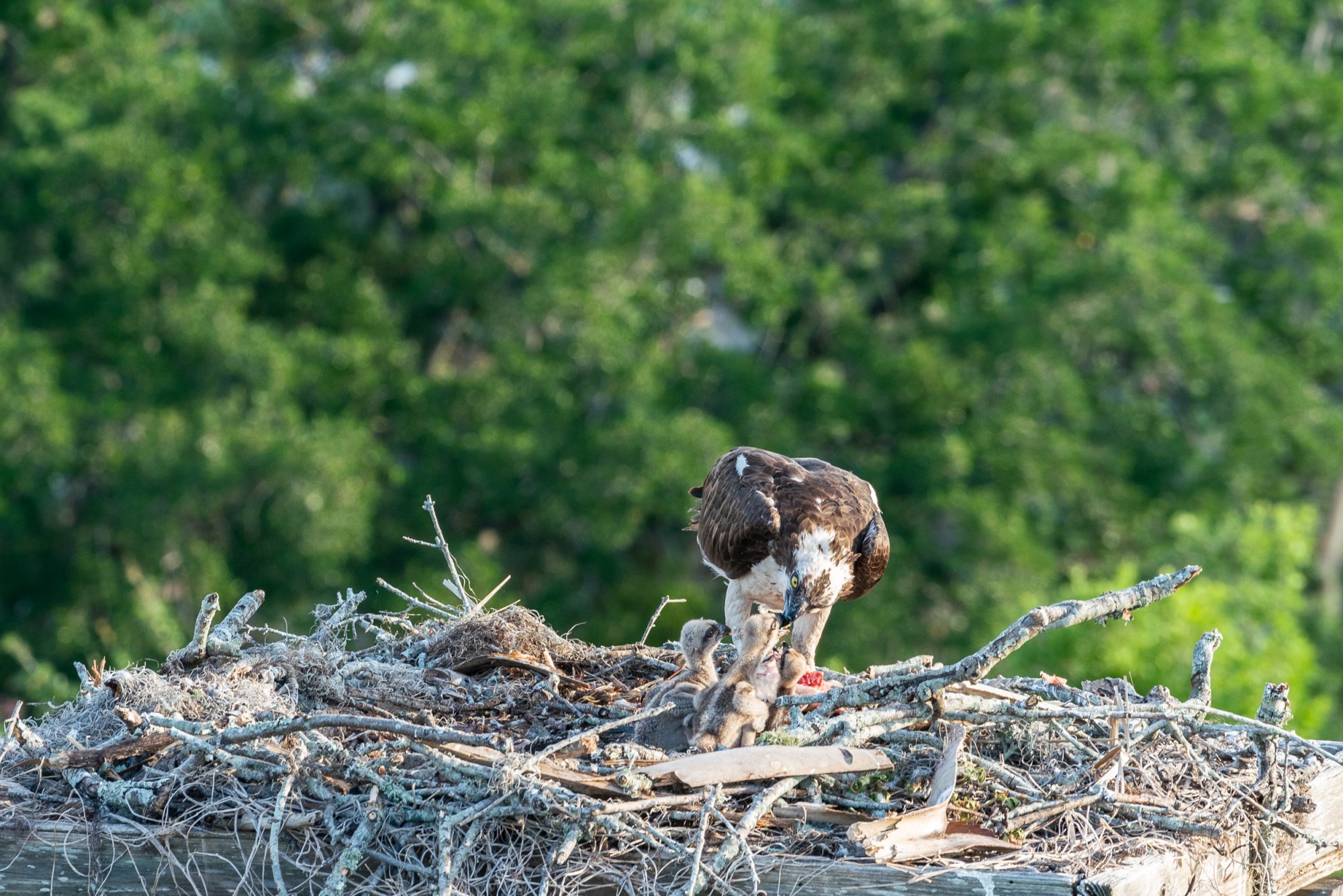 WP Osprey & Kraft 2500px-10.jpg