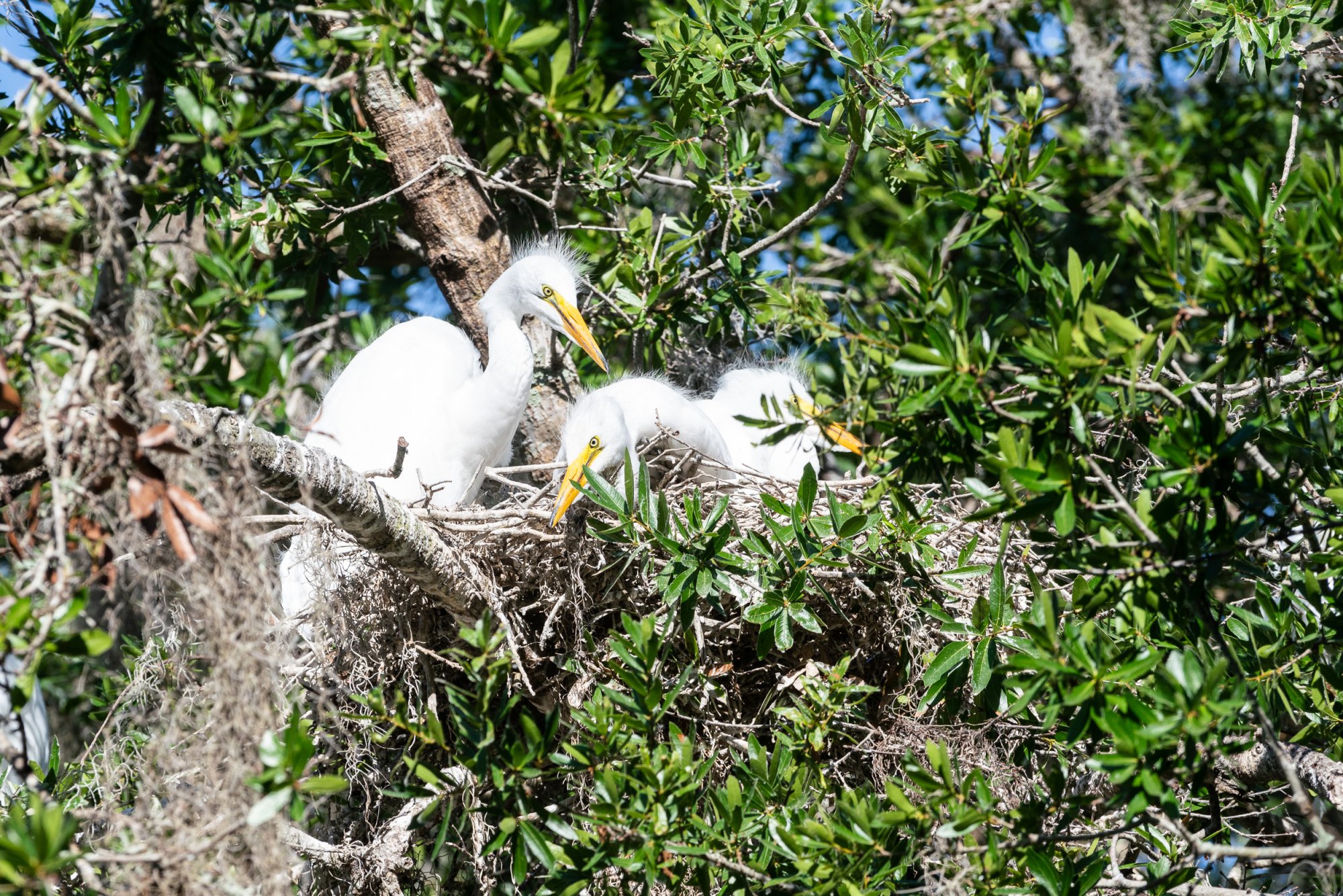 WP Osprey & Kraft 2500px-19.jpg