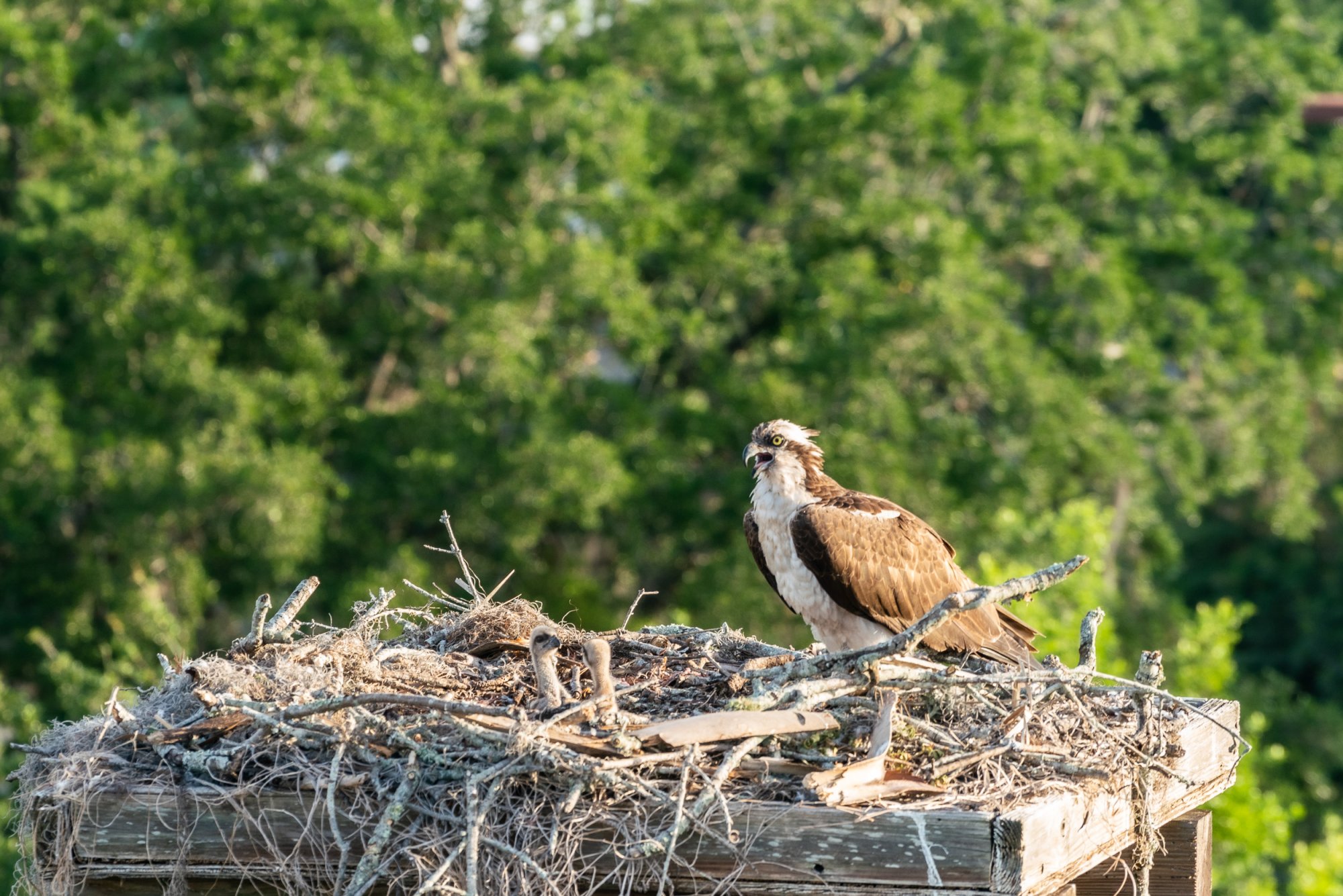 WP Osprey & Kraft 2500px-2.jpg