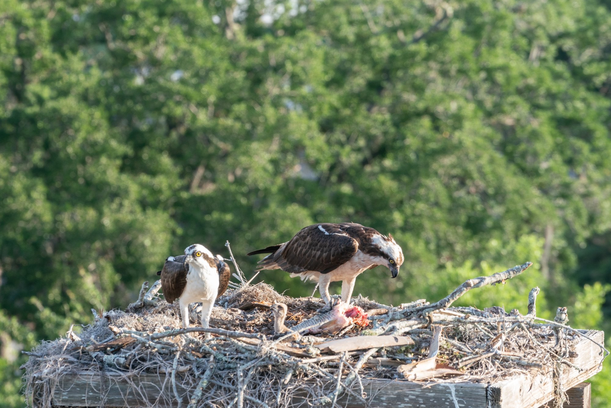 WP Osprey & Kraft 2500px-3.jpg