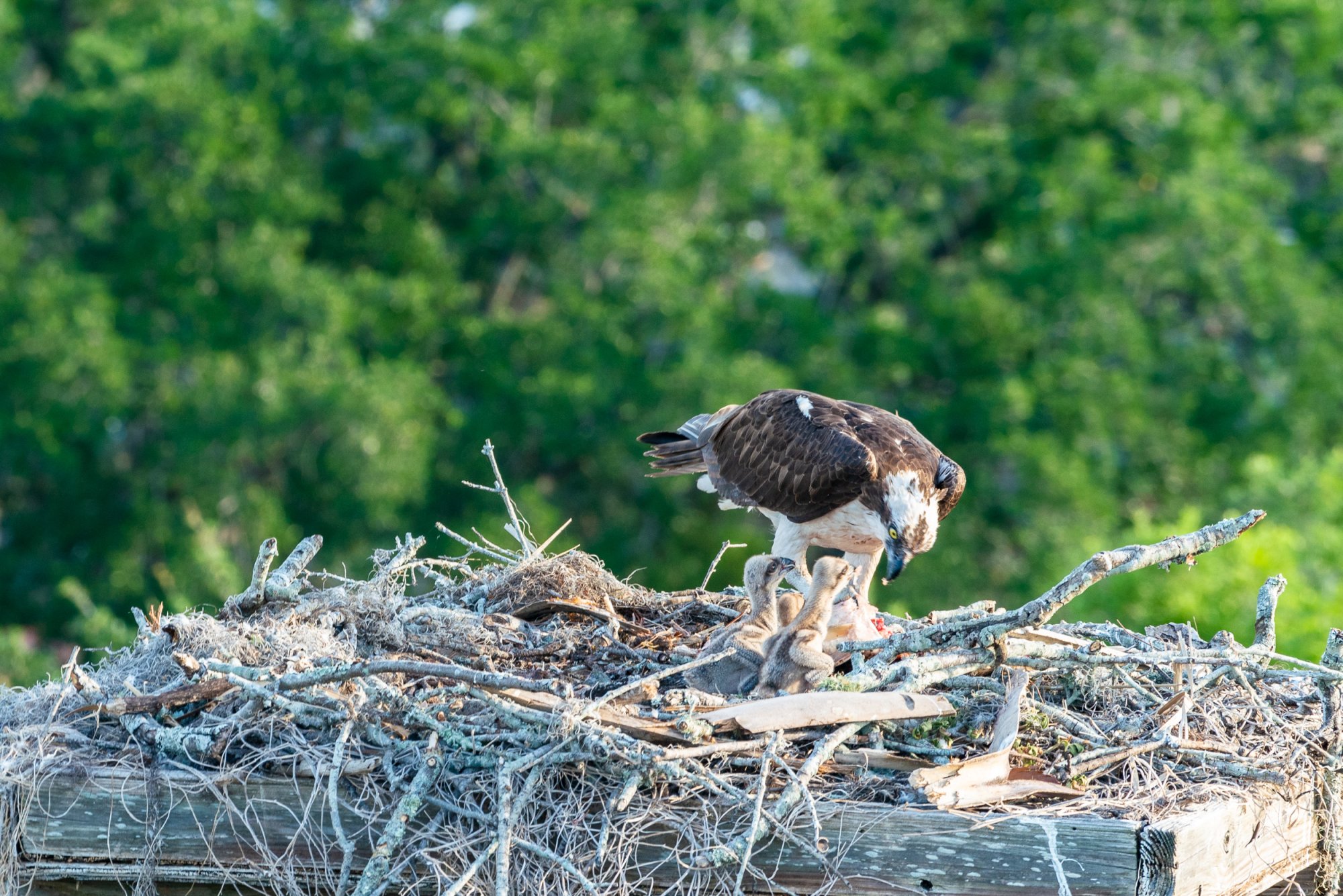 WP Osprey & Kraft 2500px-7.jpg