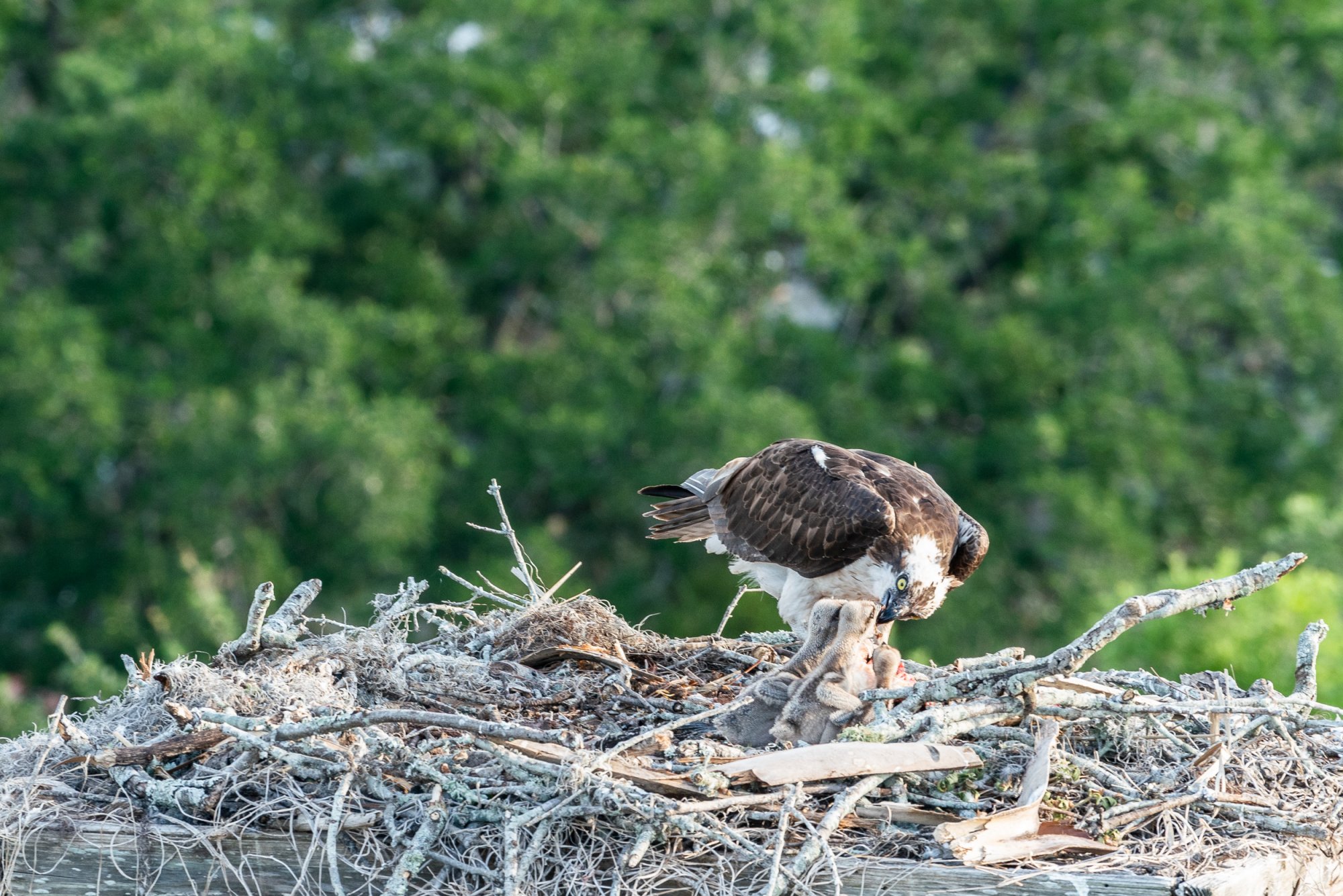 WP Osprey & Kraft 2500px-9.jpg