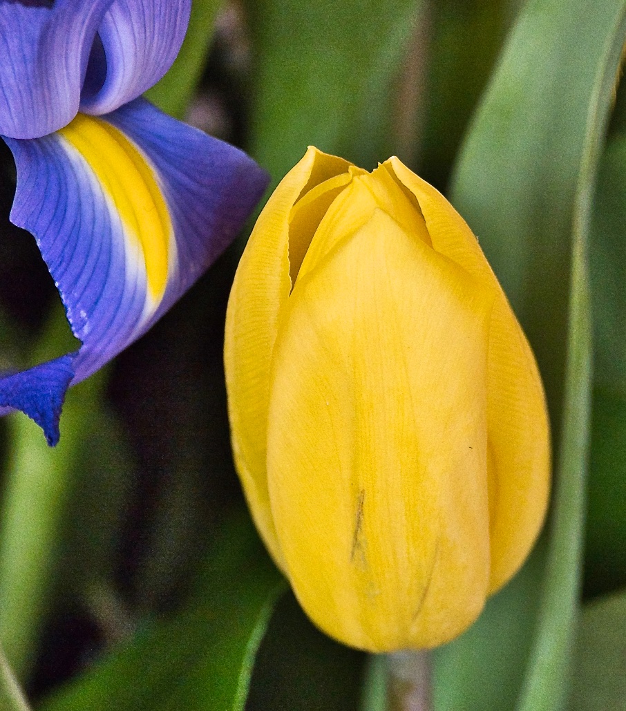 Yellow and Purple.jpg