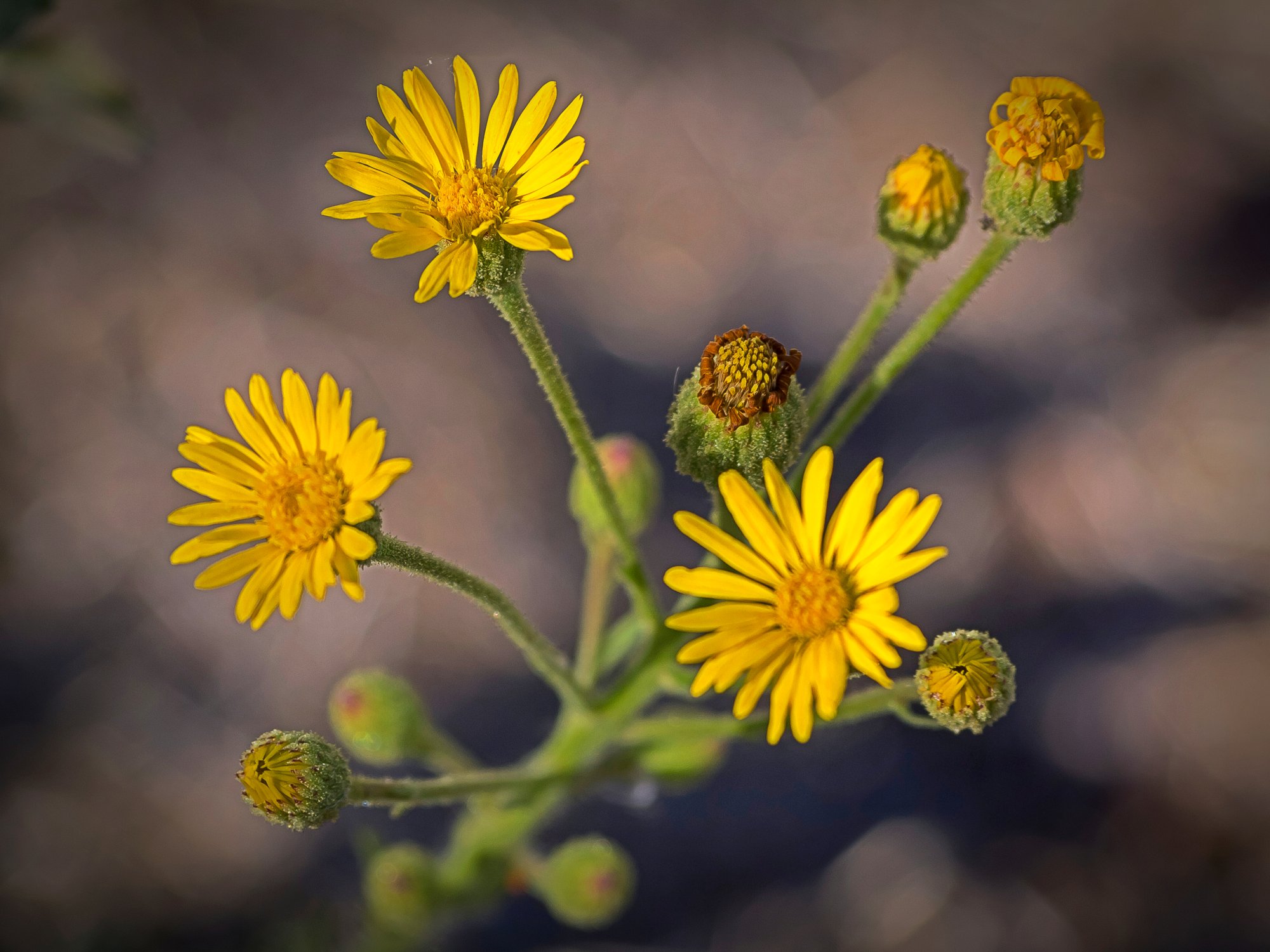 yellow daisy flower 2070 10.25.22 xv2.jpg