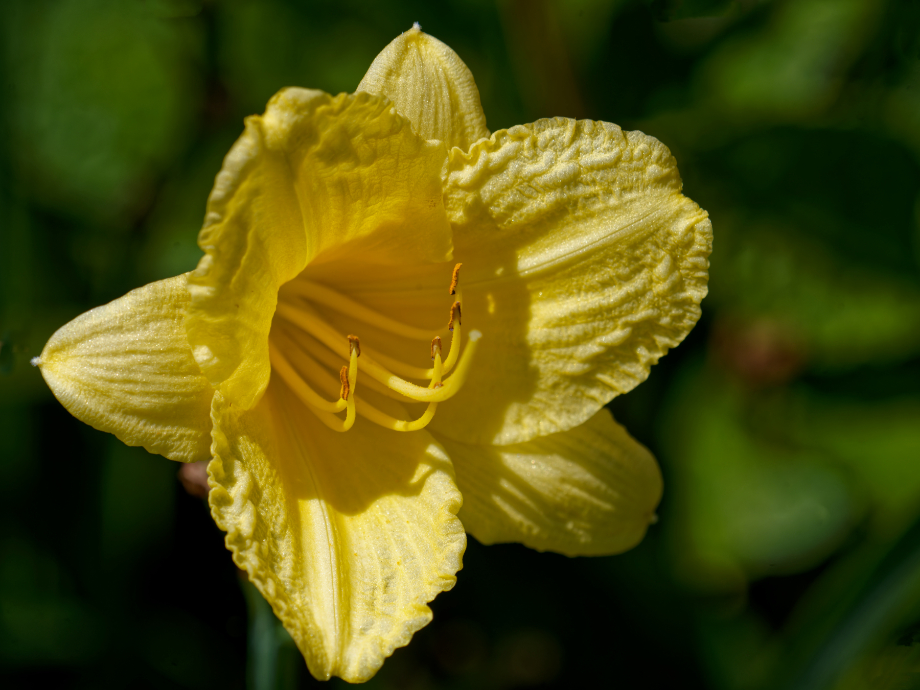 Yellow Delight on a June Afternoon.jpeg