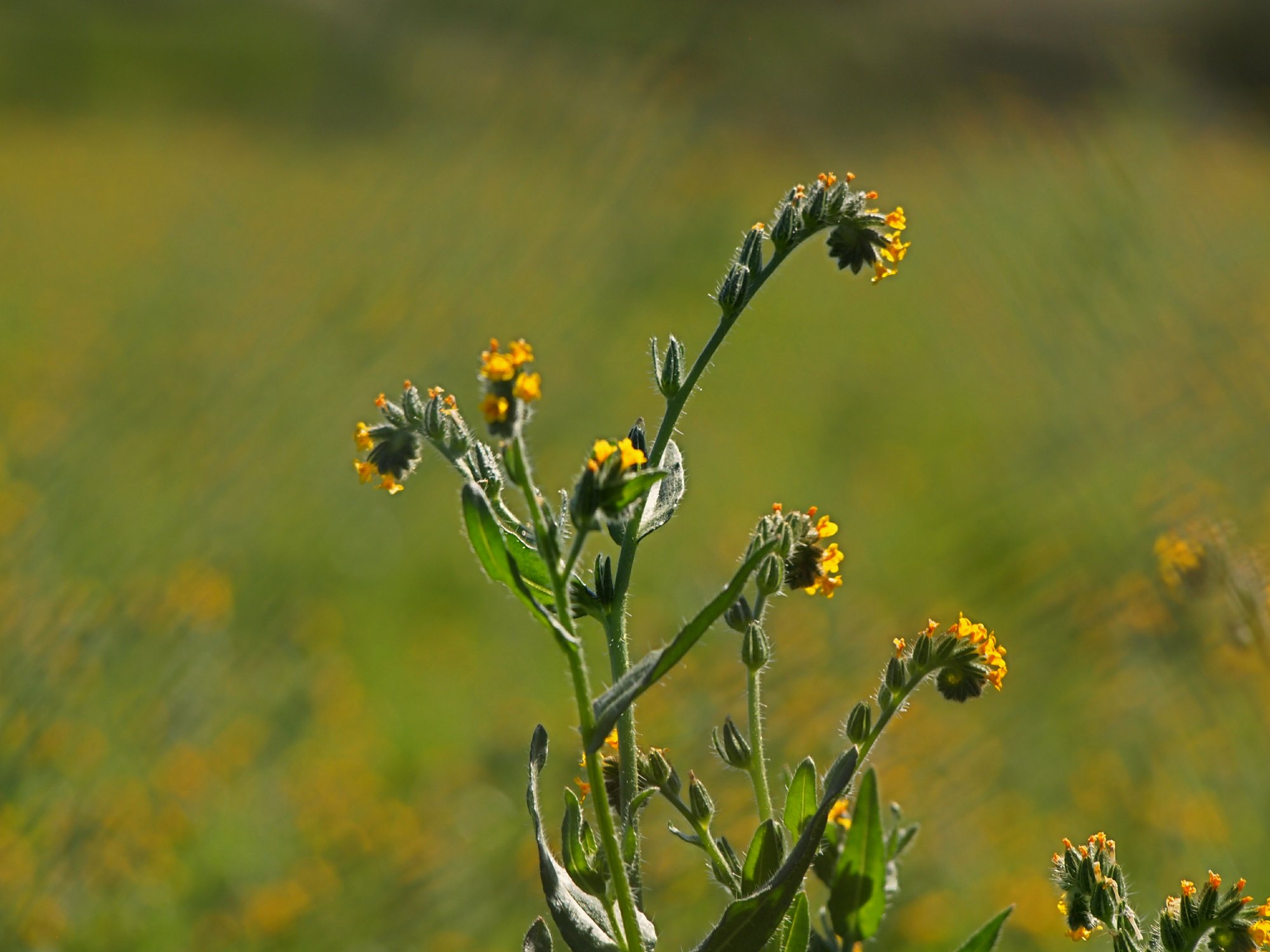 yellow figurehead flowersx.jpg