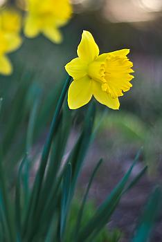 Yellow flower - 1.jpg