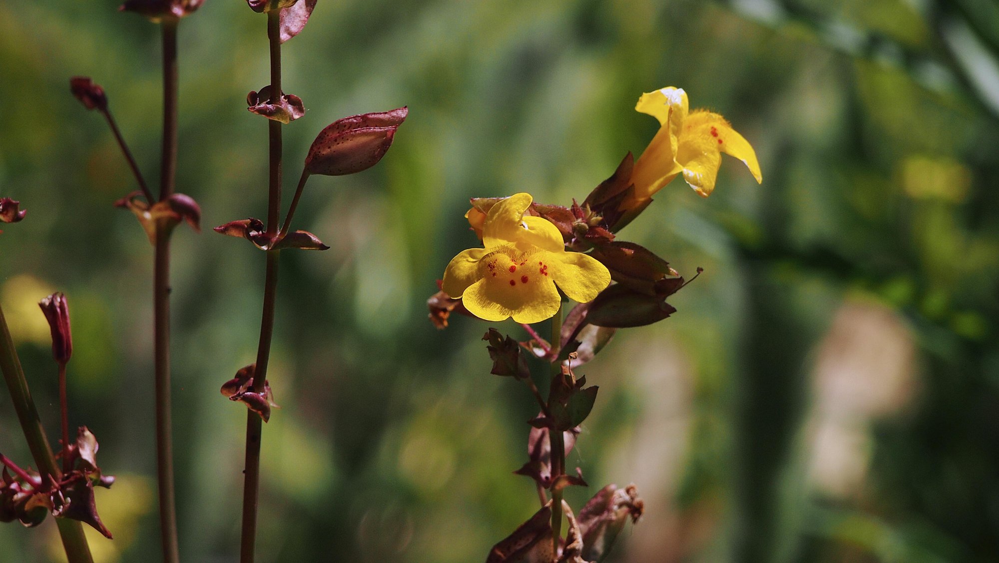 yellow flower 6-9-20.jpg