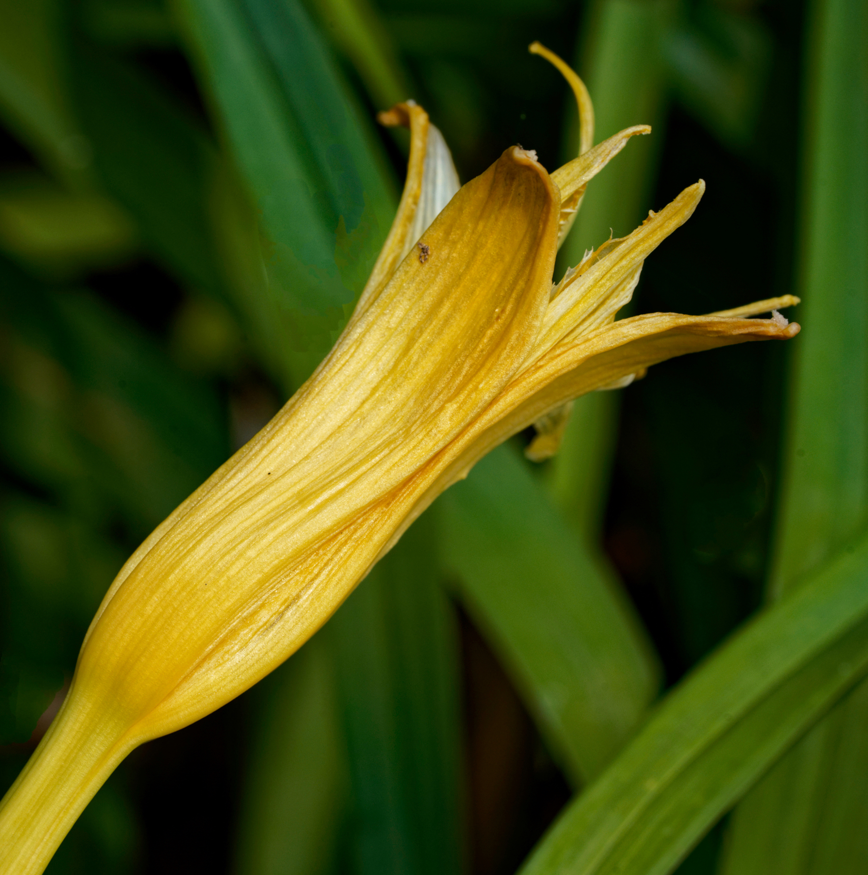 Yellow Flower Greeting the Day.jpeg