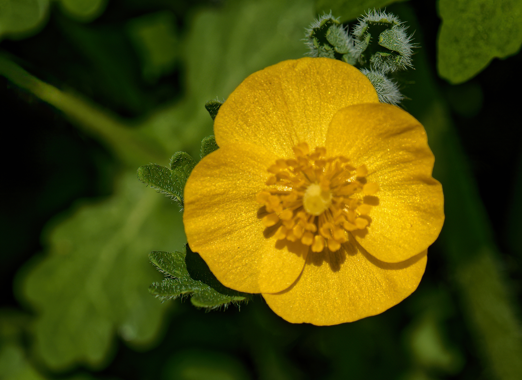 Yellow Flower With Prickly Leaves.jpeg