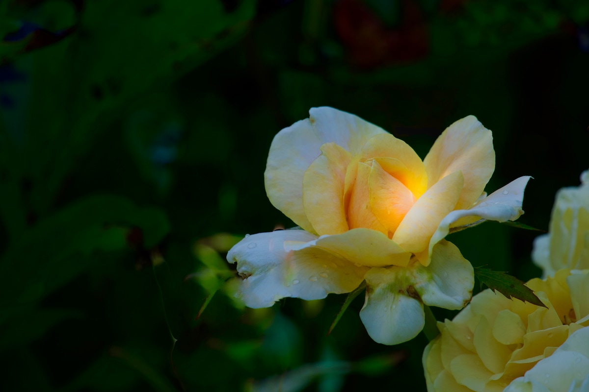 Yellow Glowing rose.jpeg