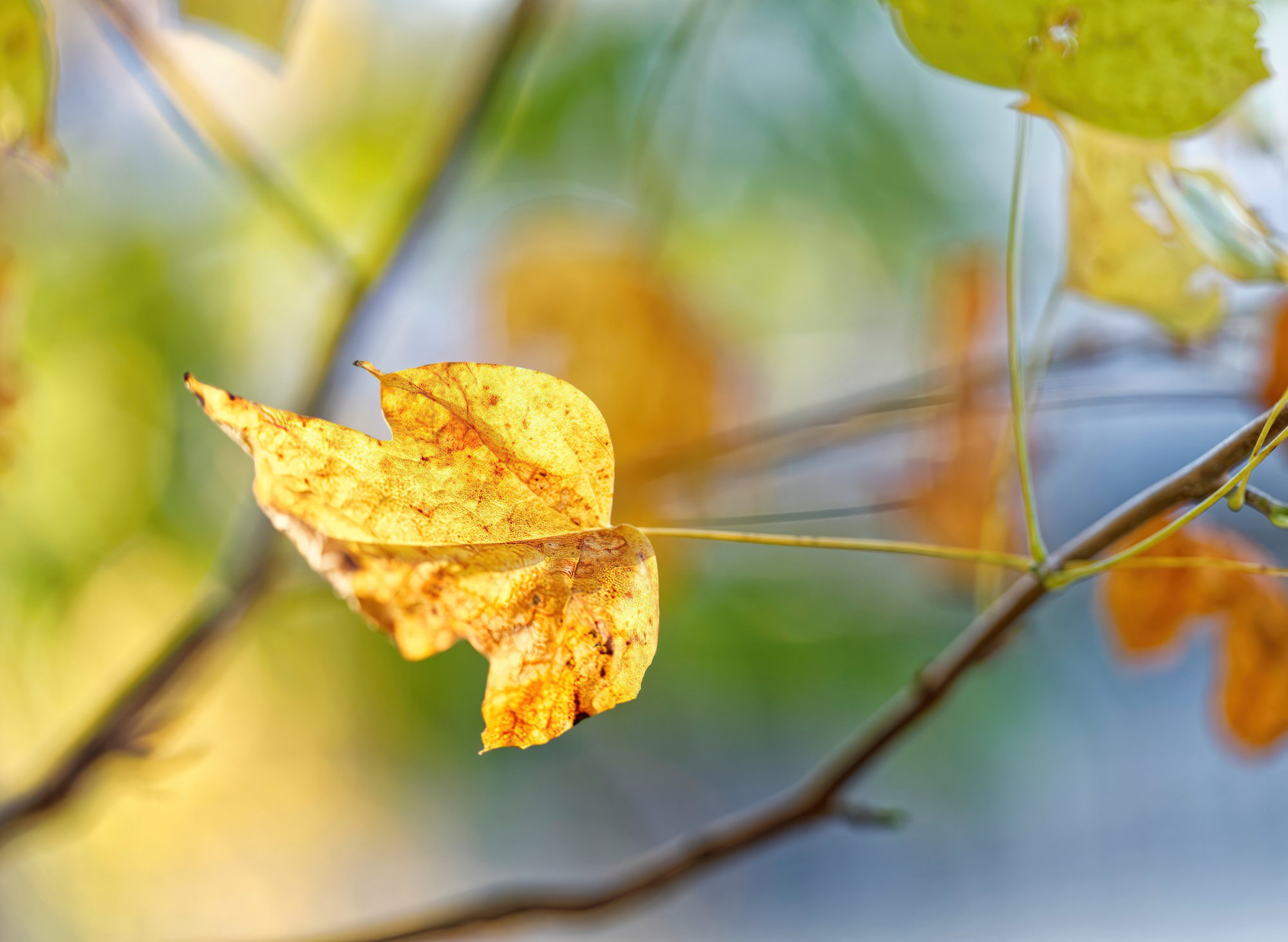 Yellow Leaf Bathed in Complementary Colors.jpg