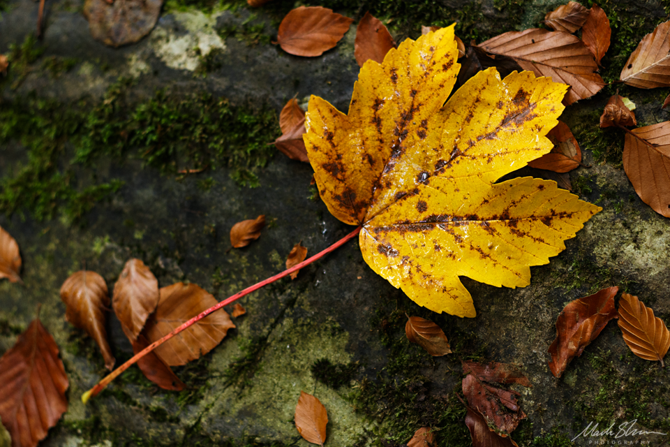 Yellow Leaf small PL copy.png