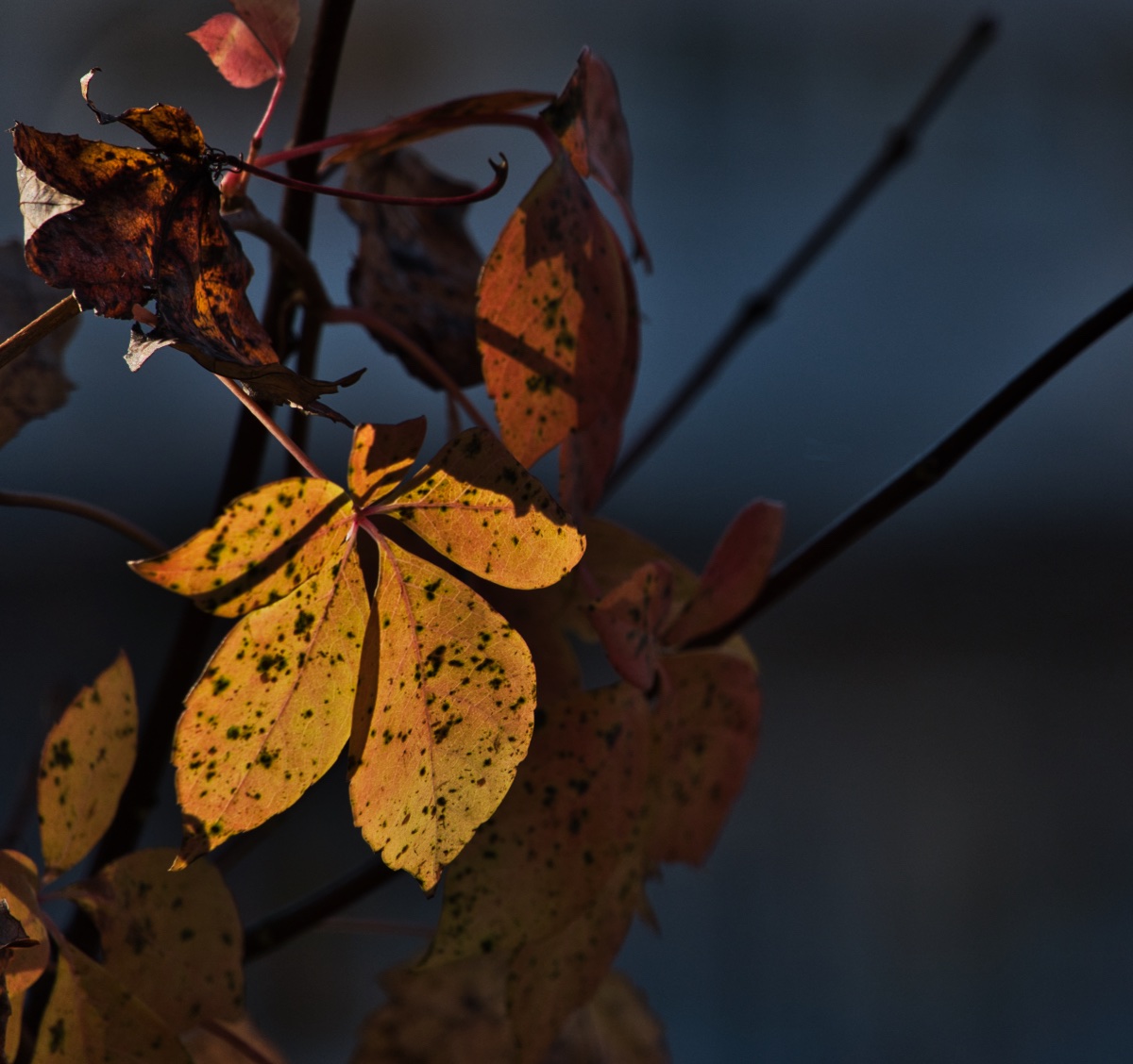 Yellow Leaf Standing Out From the Shadows.jpg