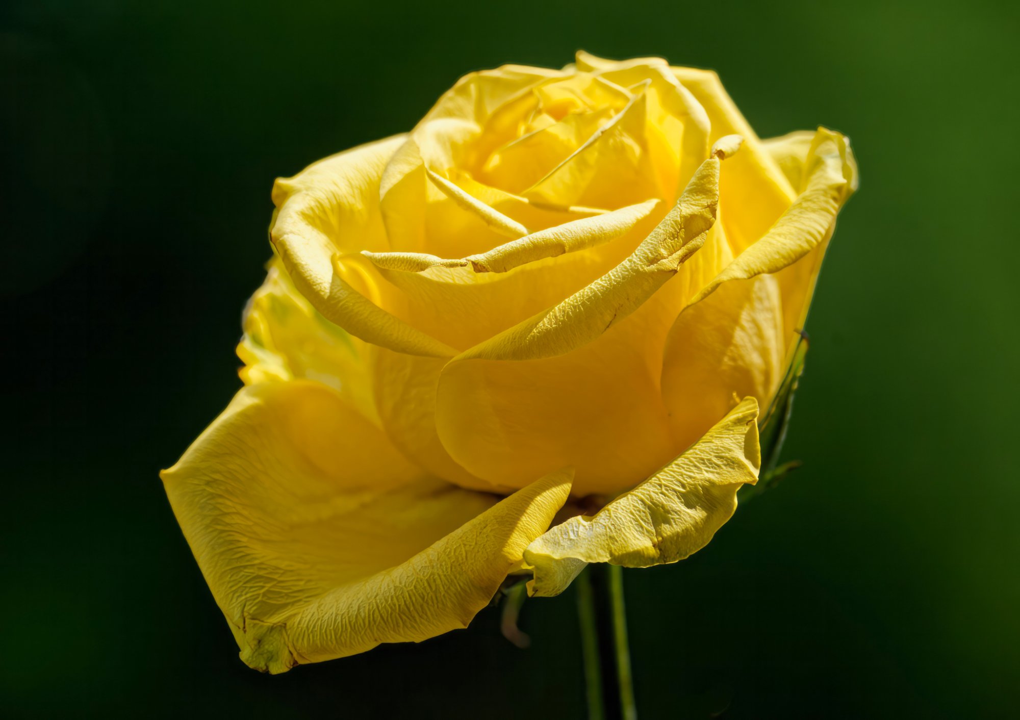 Yellow Rose of Summer.jpeg