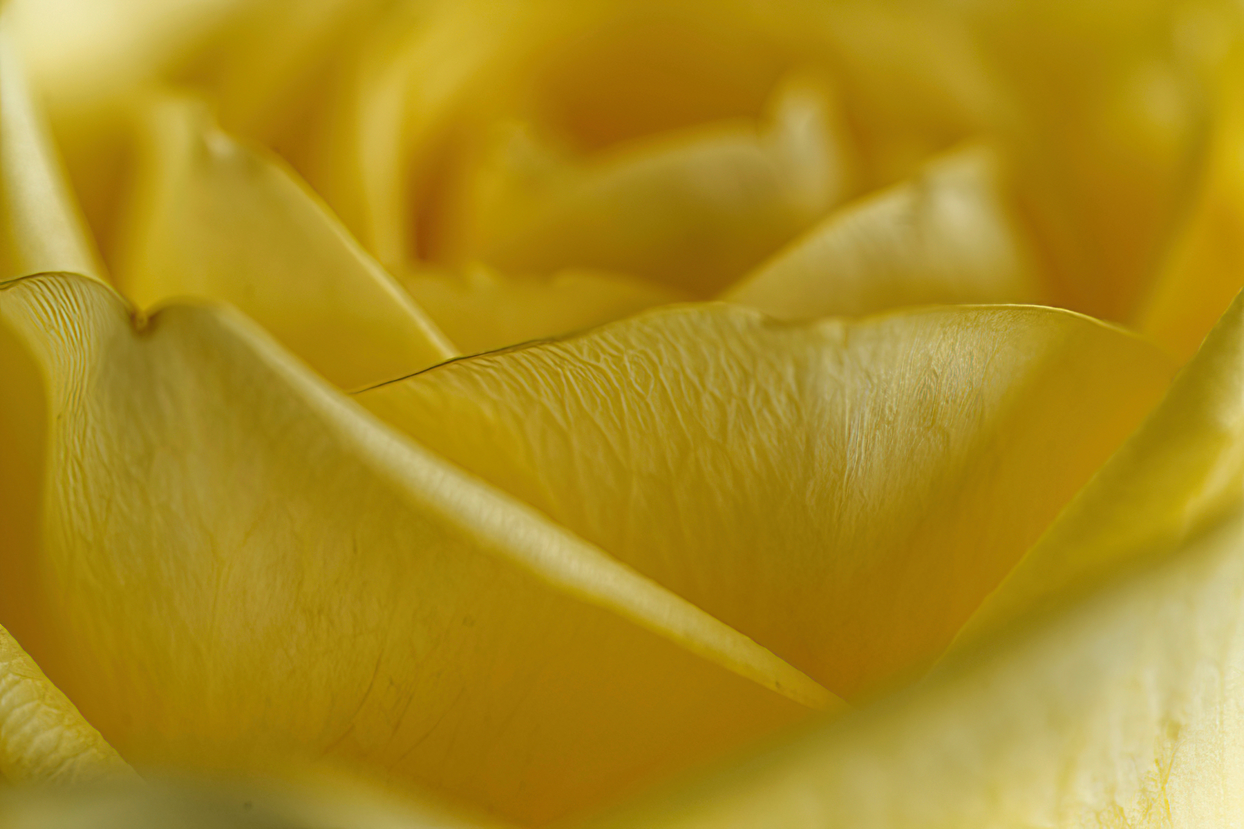 Yellow Rose on a Grey Day.jpeg