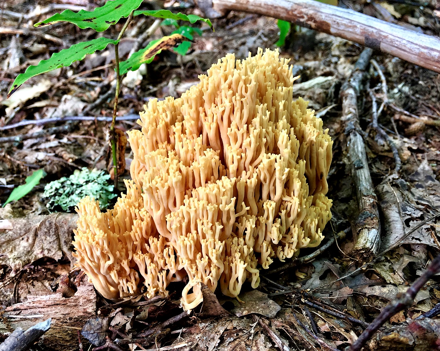 Yellow-tipped Coral Mushroom.jpg