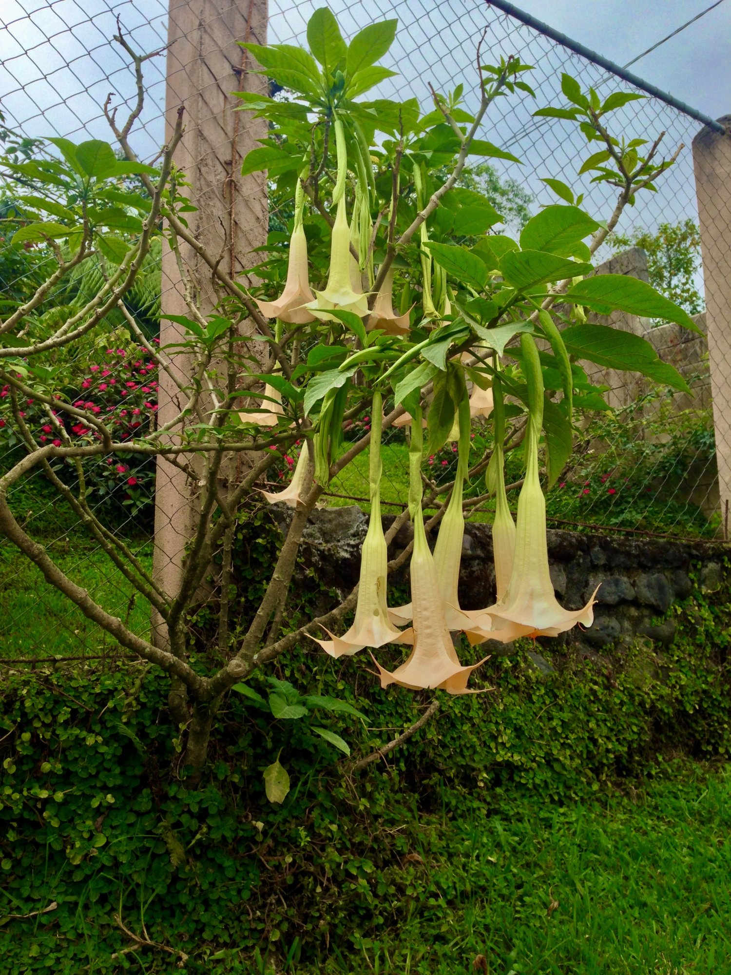 yellow trumpetbush.jpg