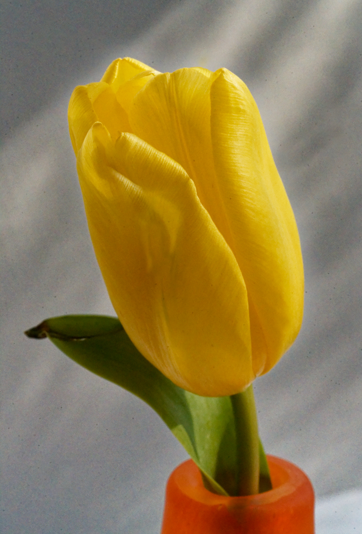 Yellow Tulip, Orange Vase..jpeg