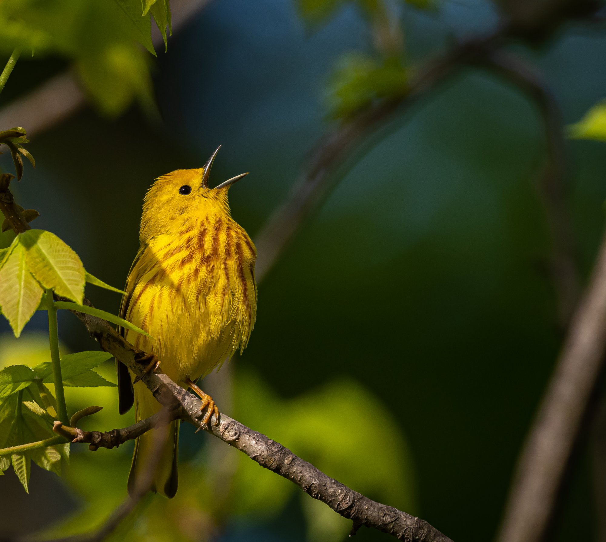 yellow_warbler_5-20-2020-2.jpg