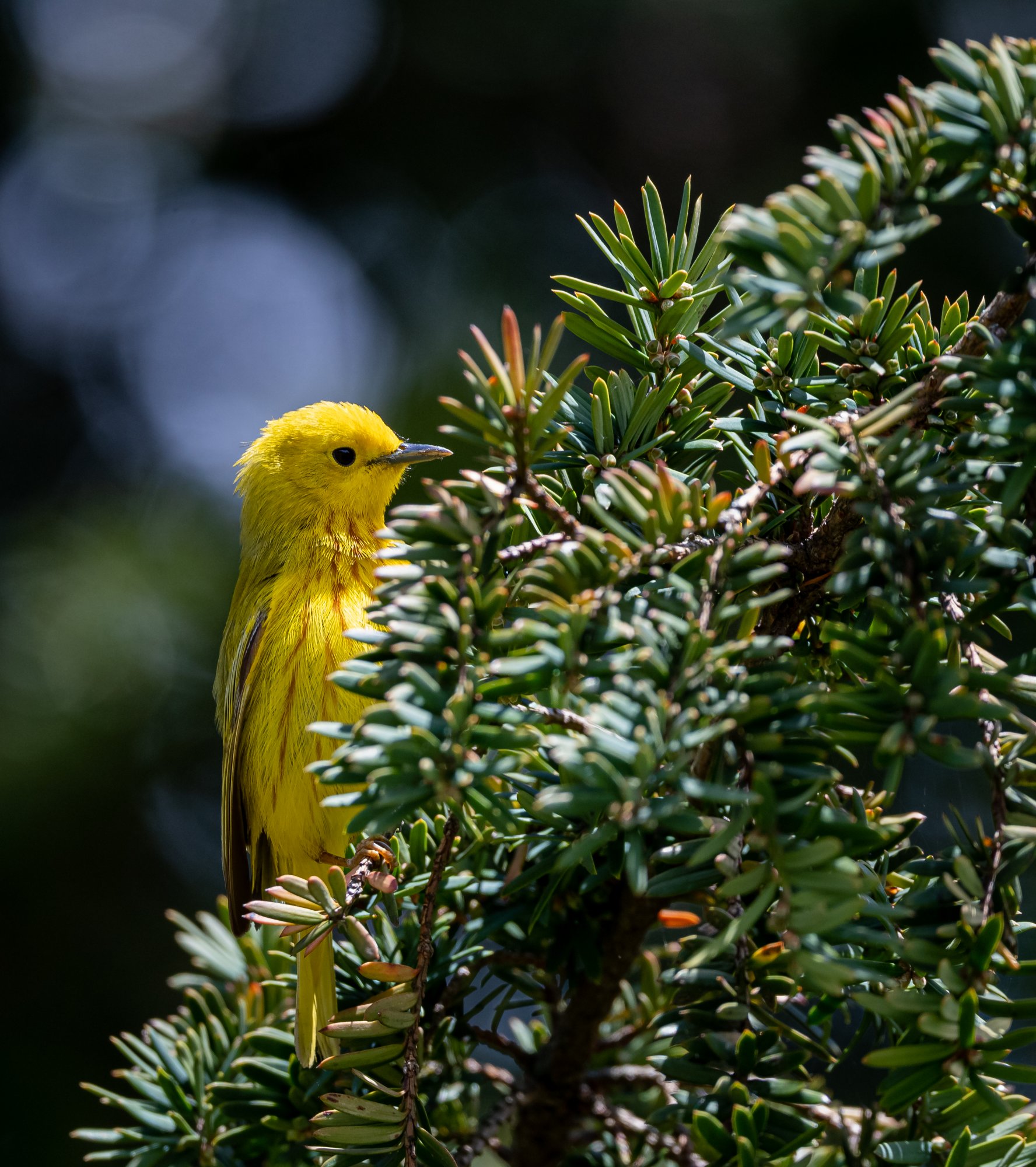 yellow_warbler_5-9-2020-2.jpg