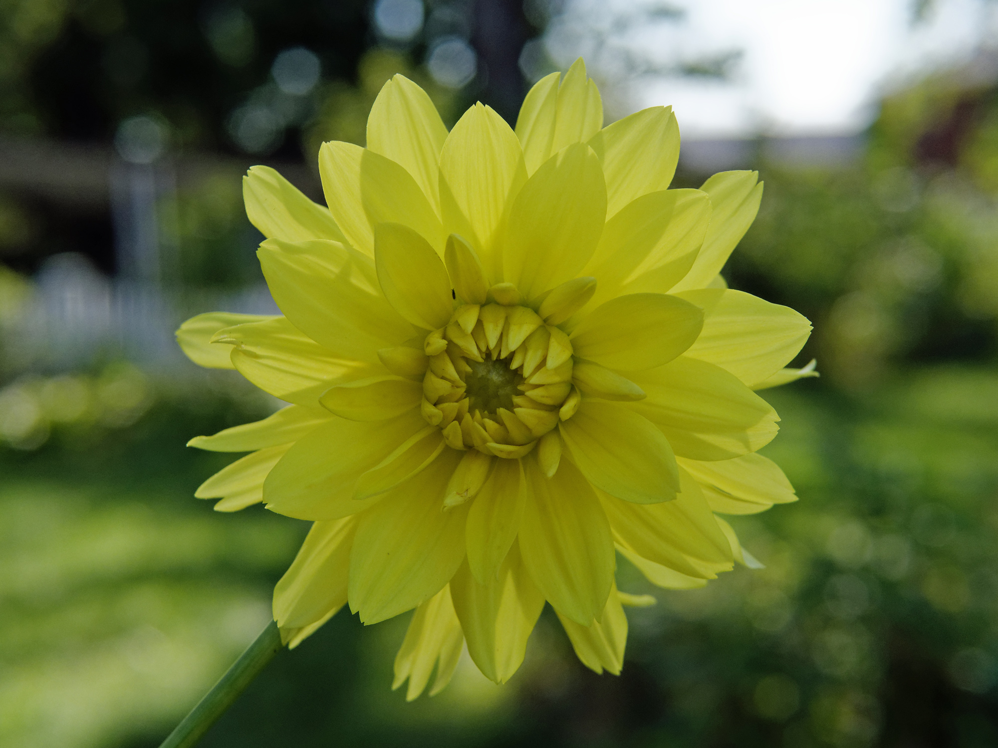 yellowdahlia12k.jpg