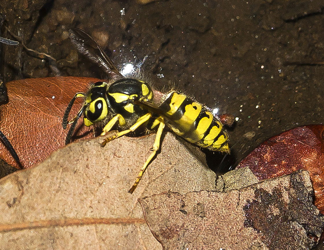 yellowjackets drinking 8 crop.14.22 x.jpg